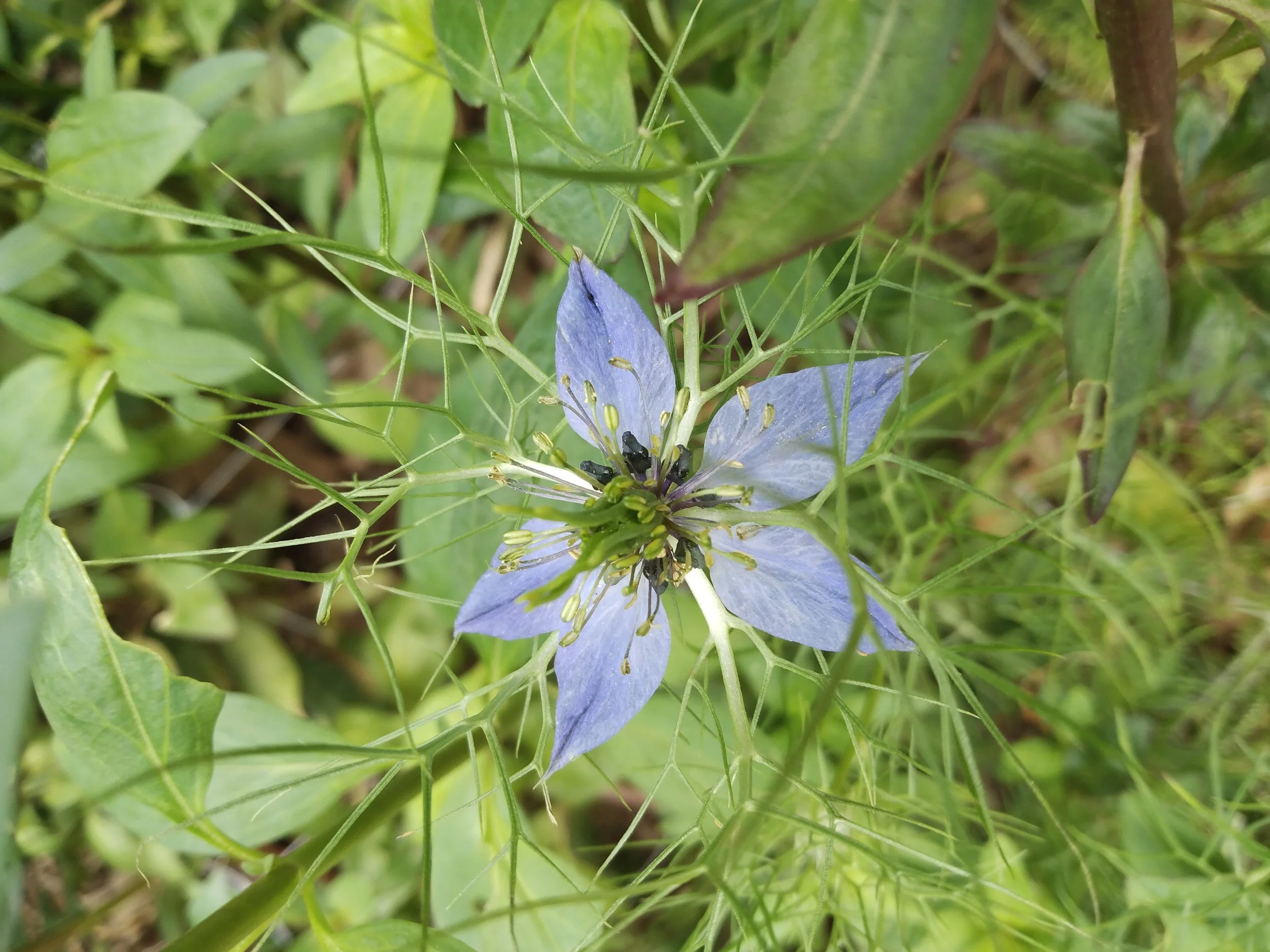 Love-in-a-Mist