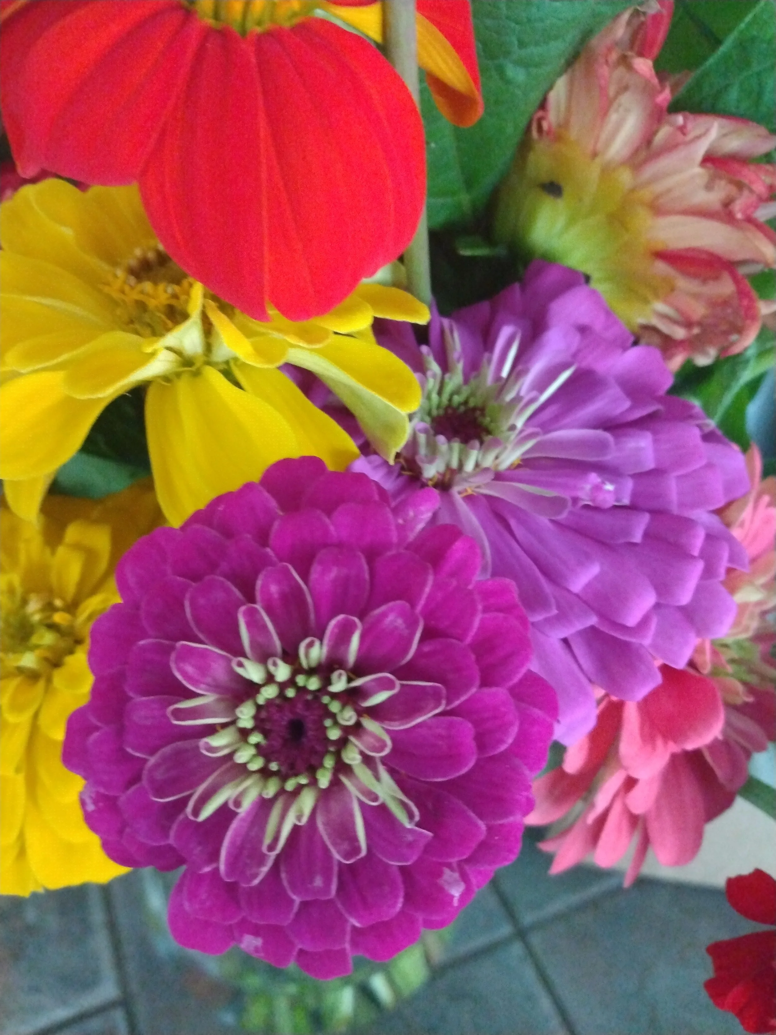 bright summer flowers