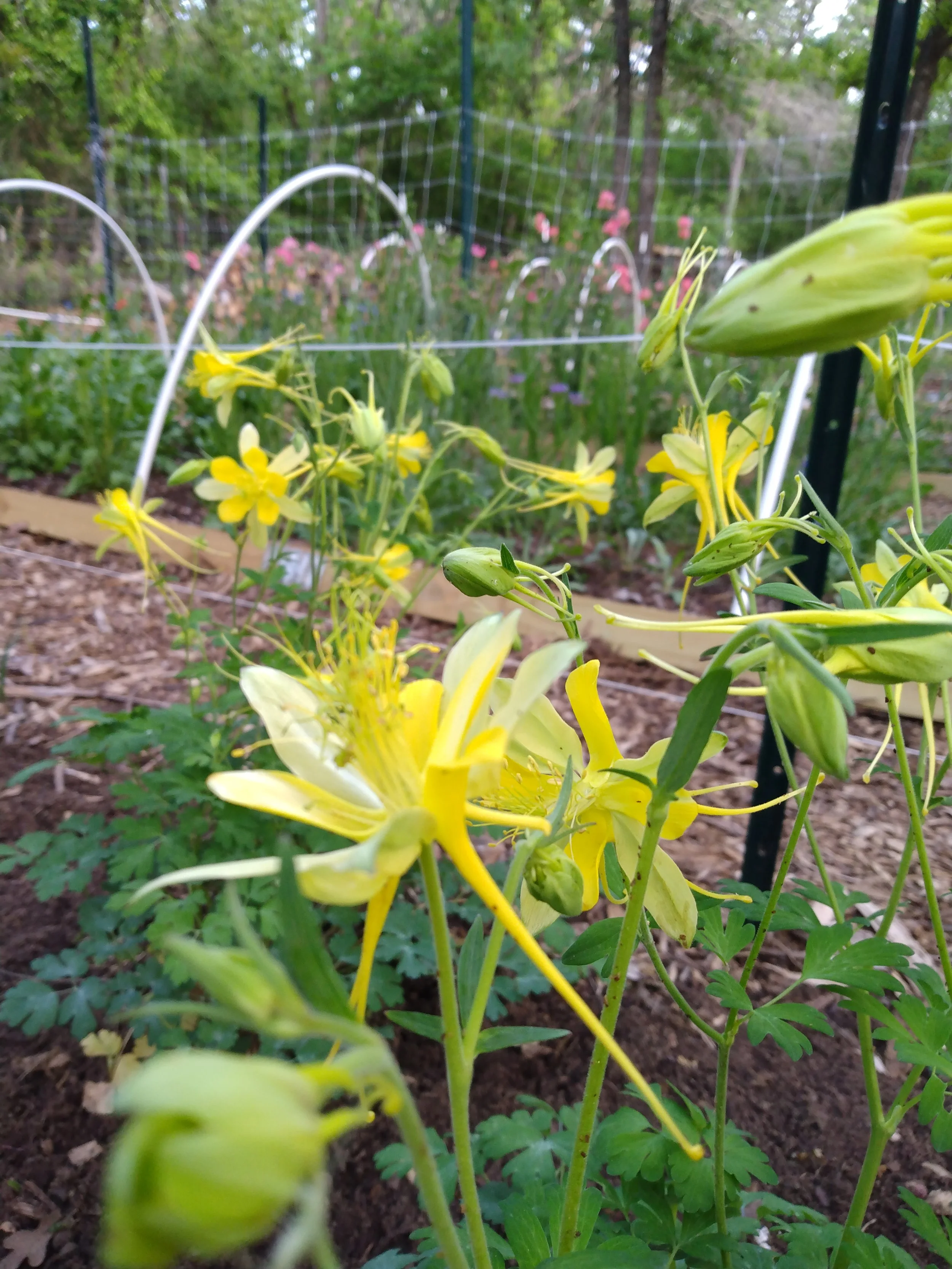 Golden Columbine