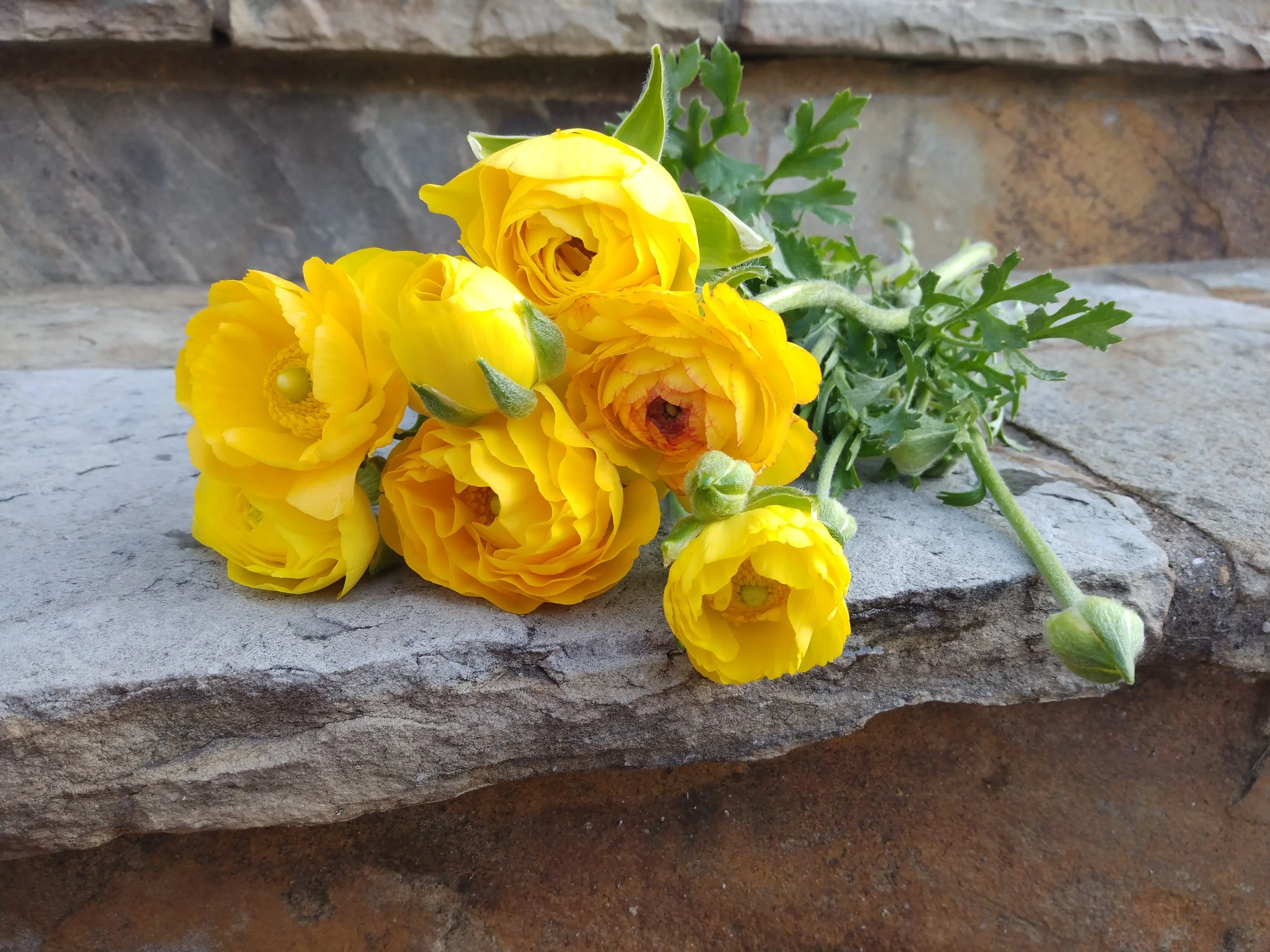 Yellow Ranunculus