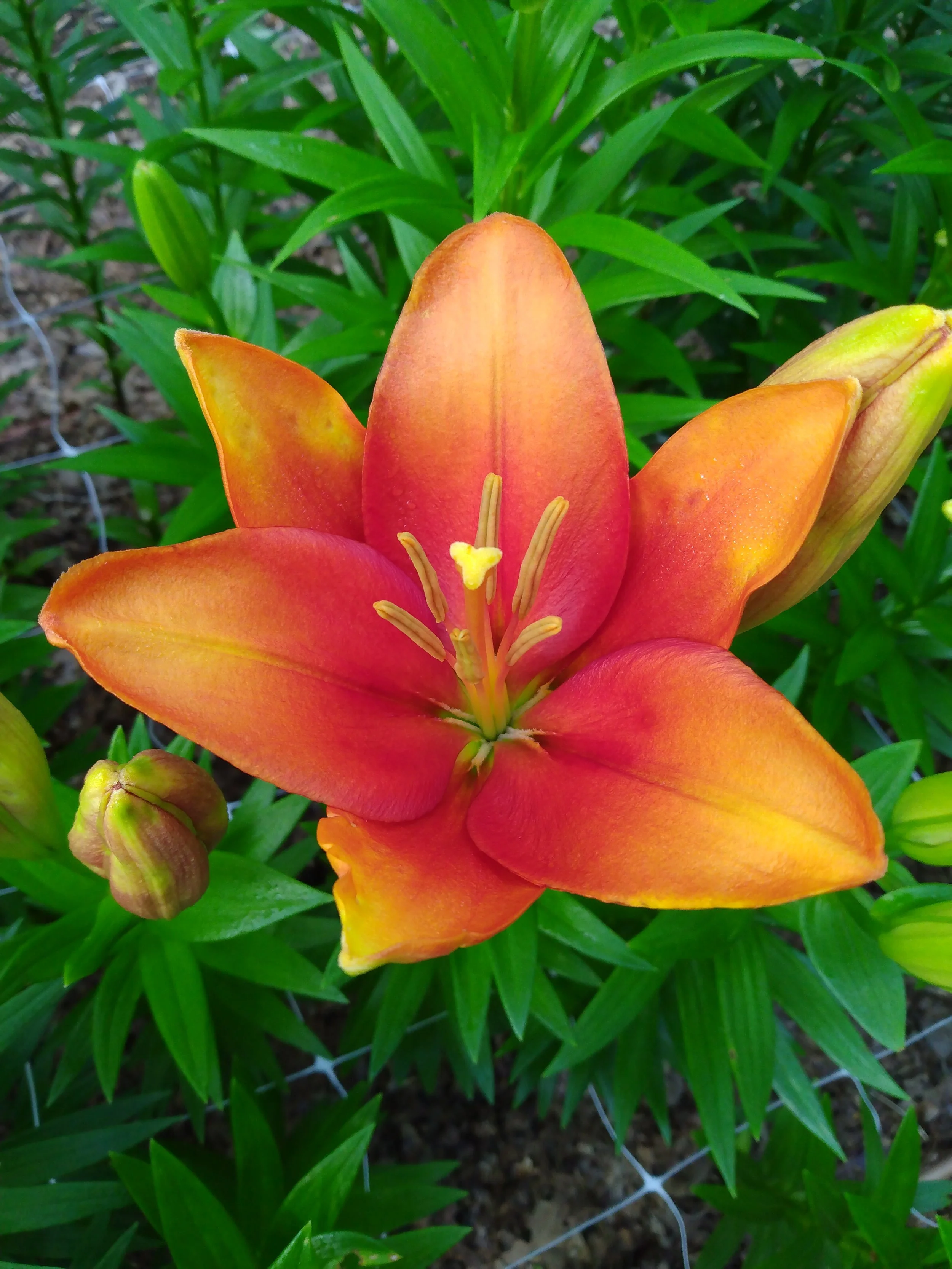Amber Waves Lily