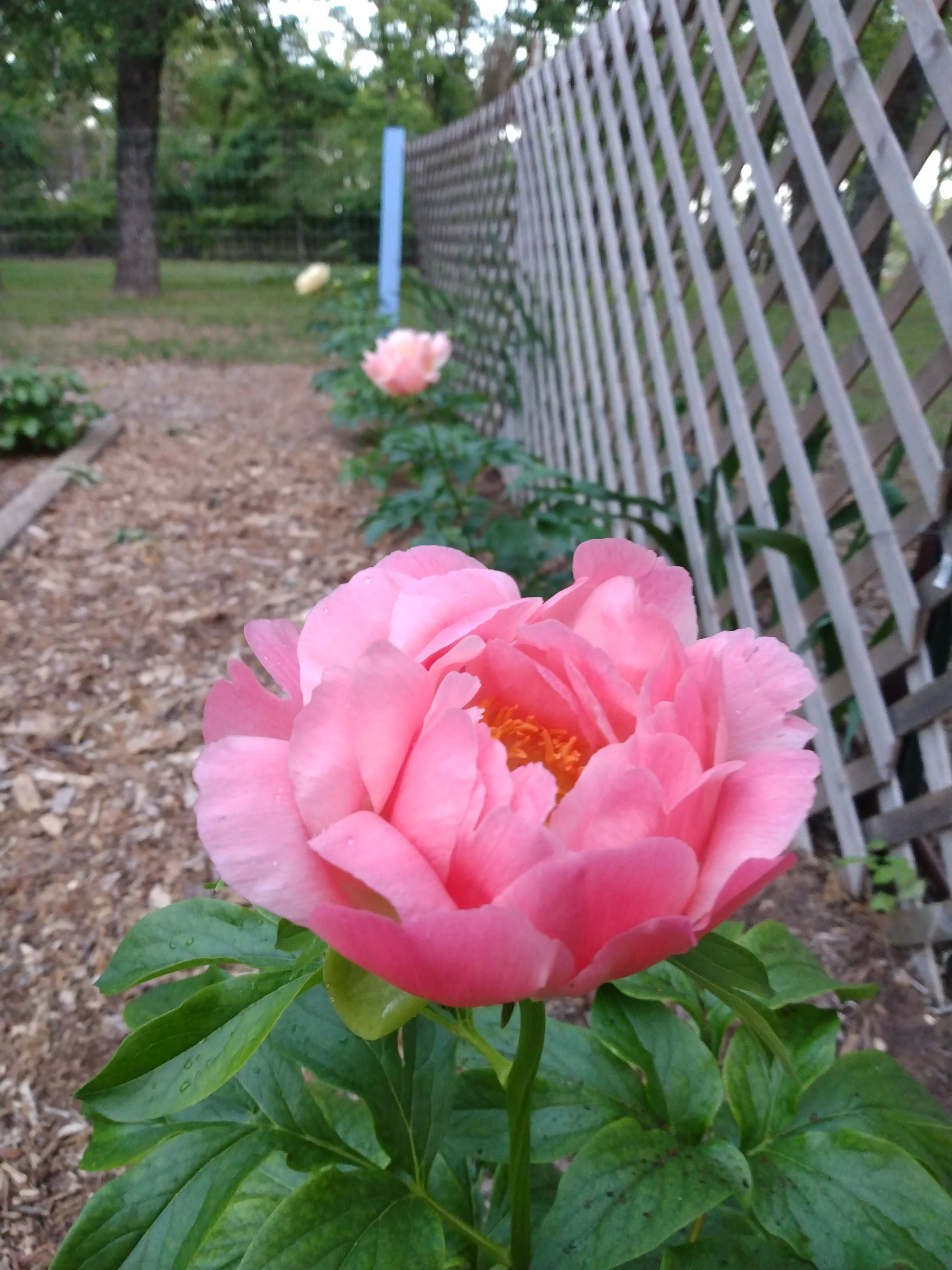 Coral Peony