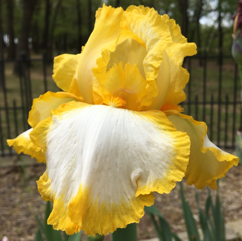 First Interstate Bearded Iris