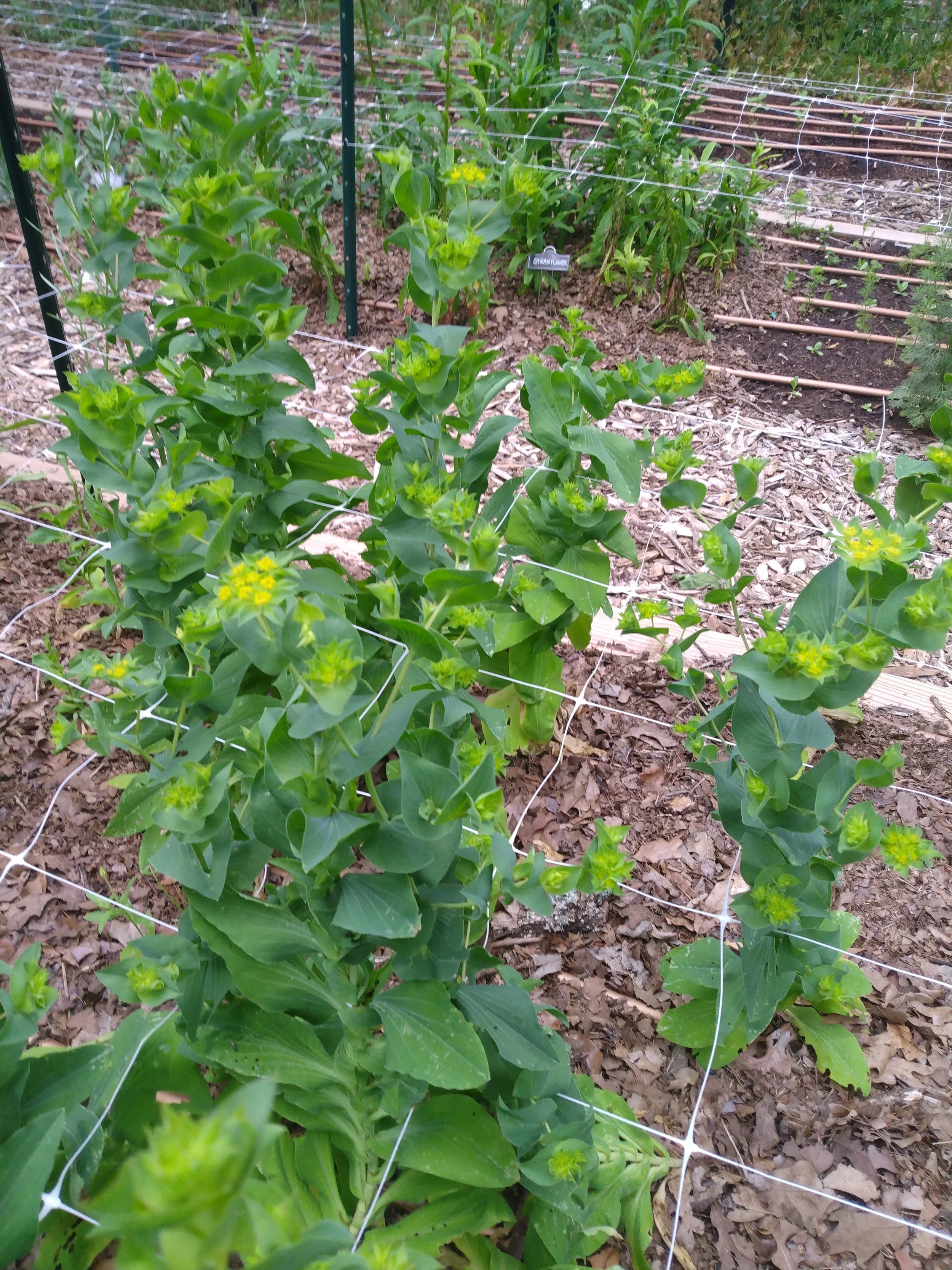 Bupleurum