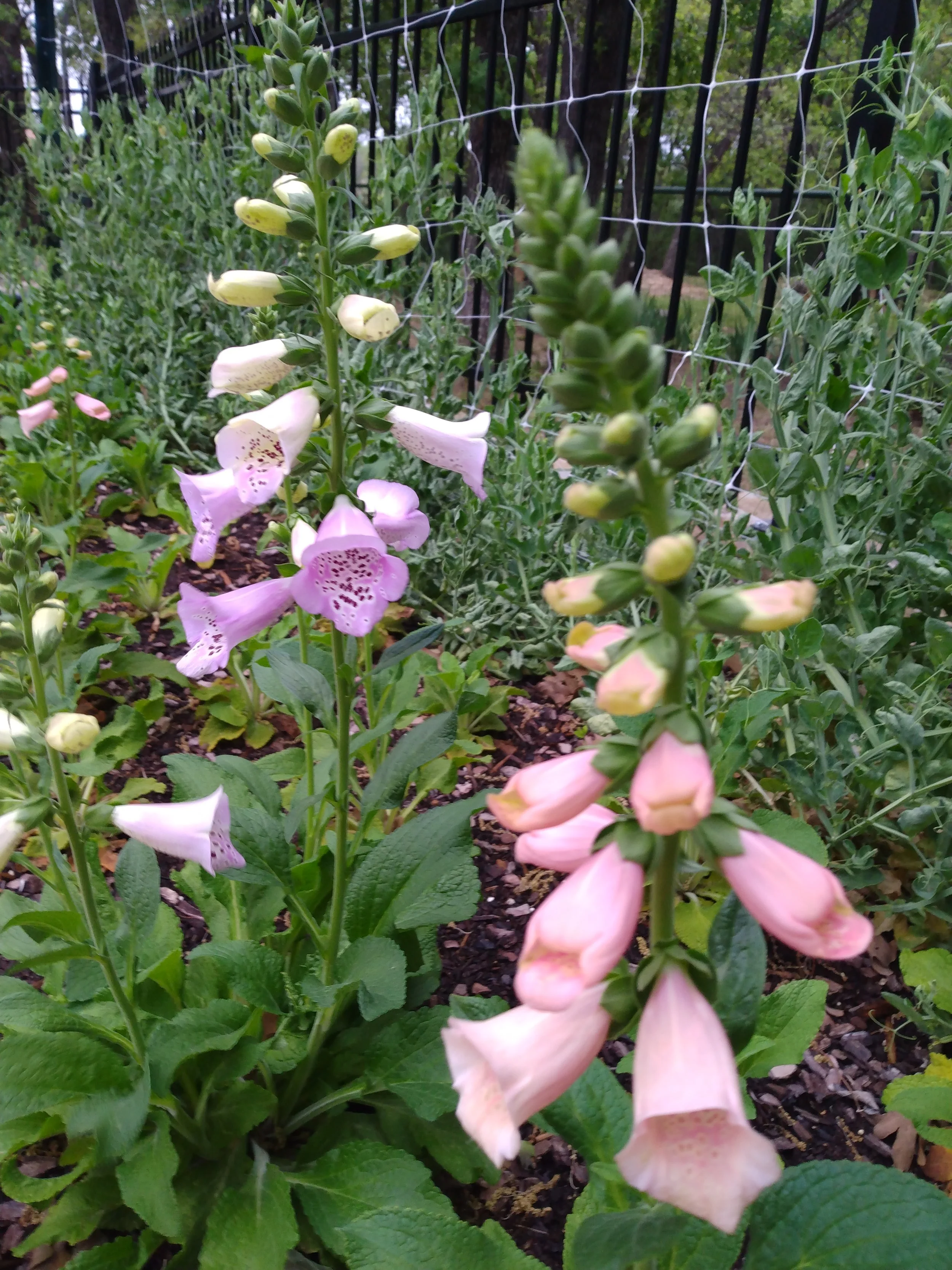 Foxglove in the garden