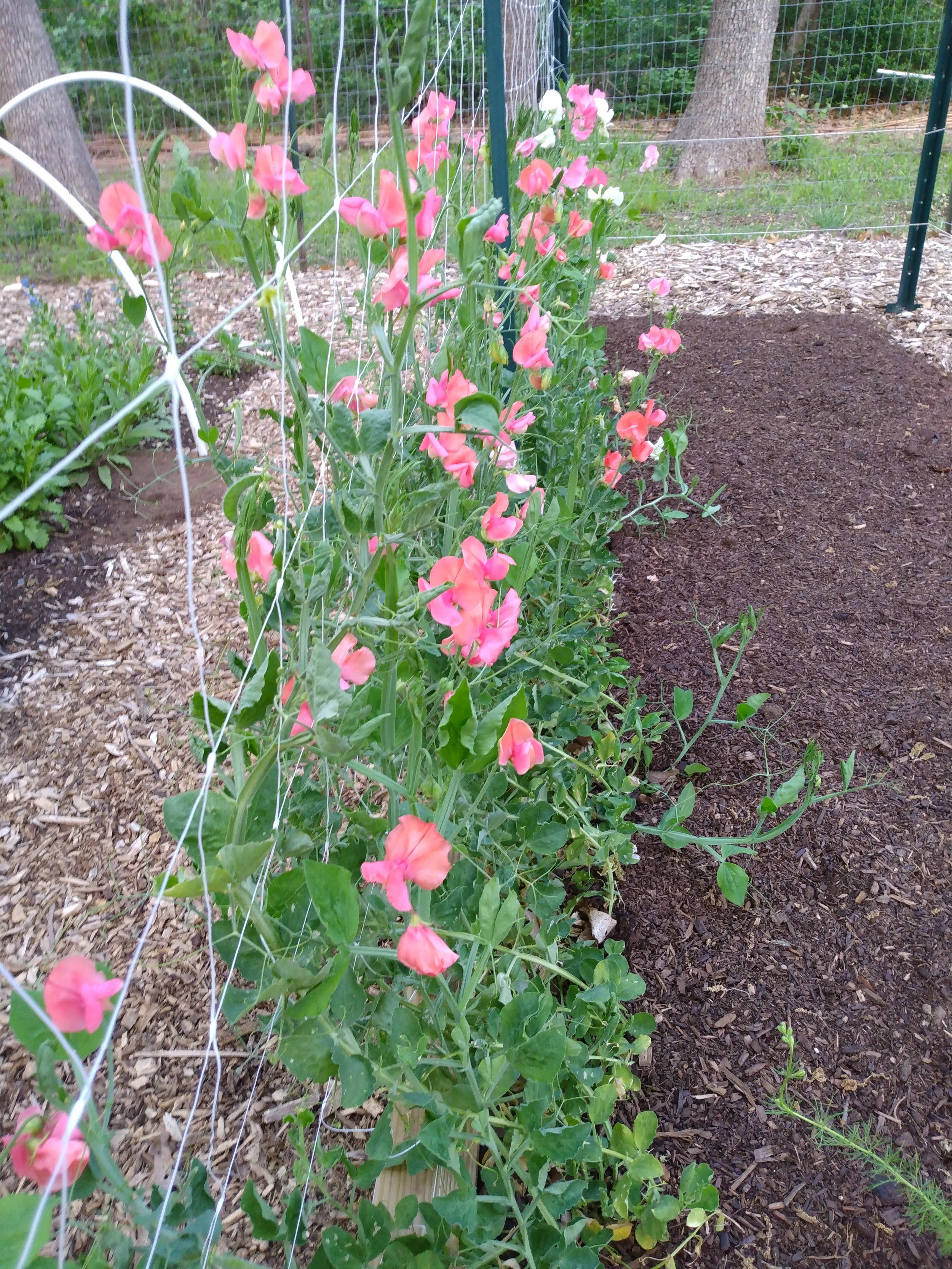 Trellis of Sweet Peas