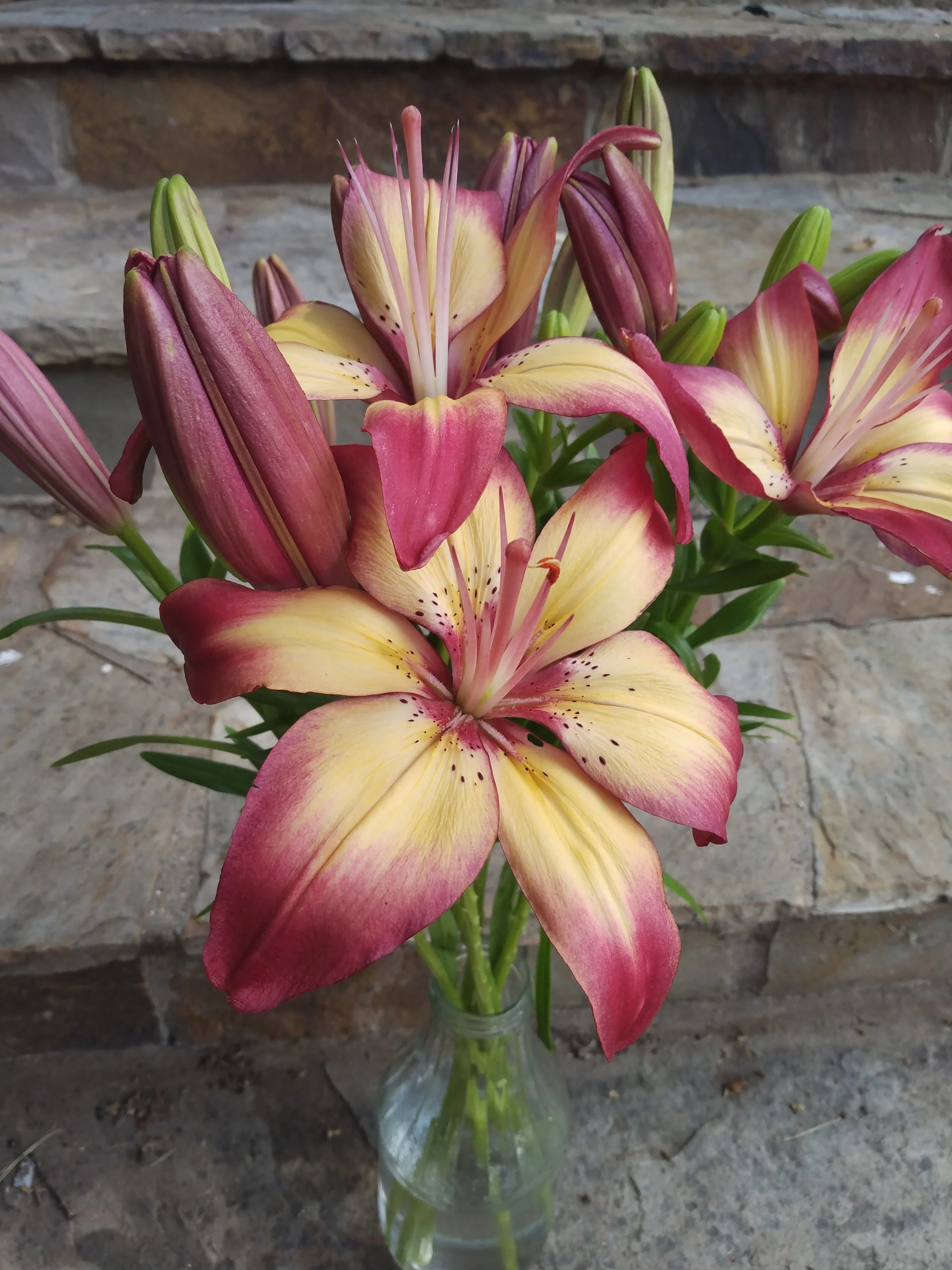Heartstrings Lily