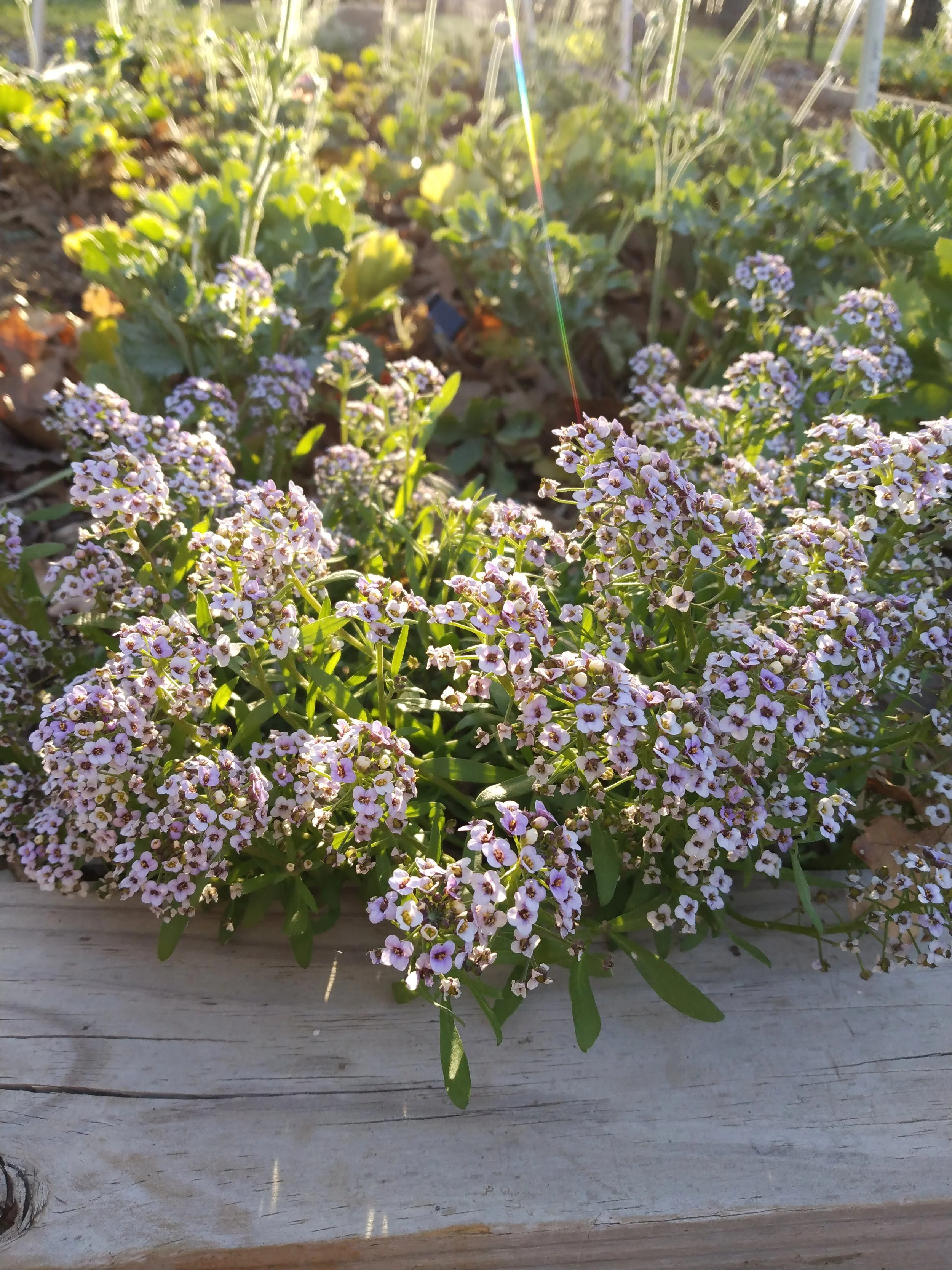 Sweet alyssum in front of ranunculus