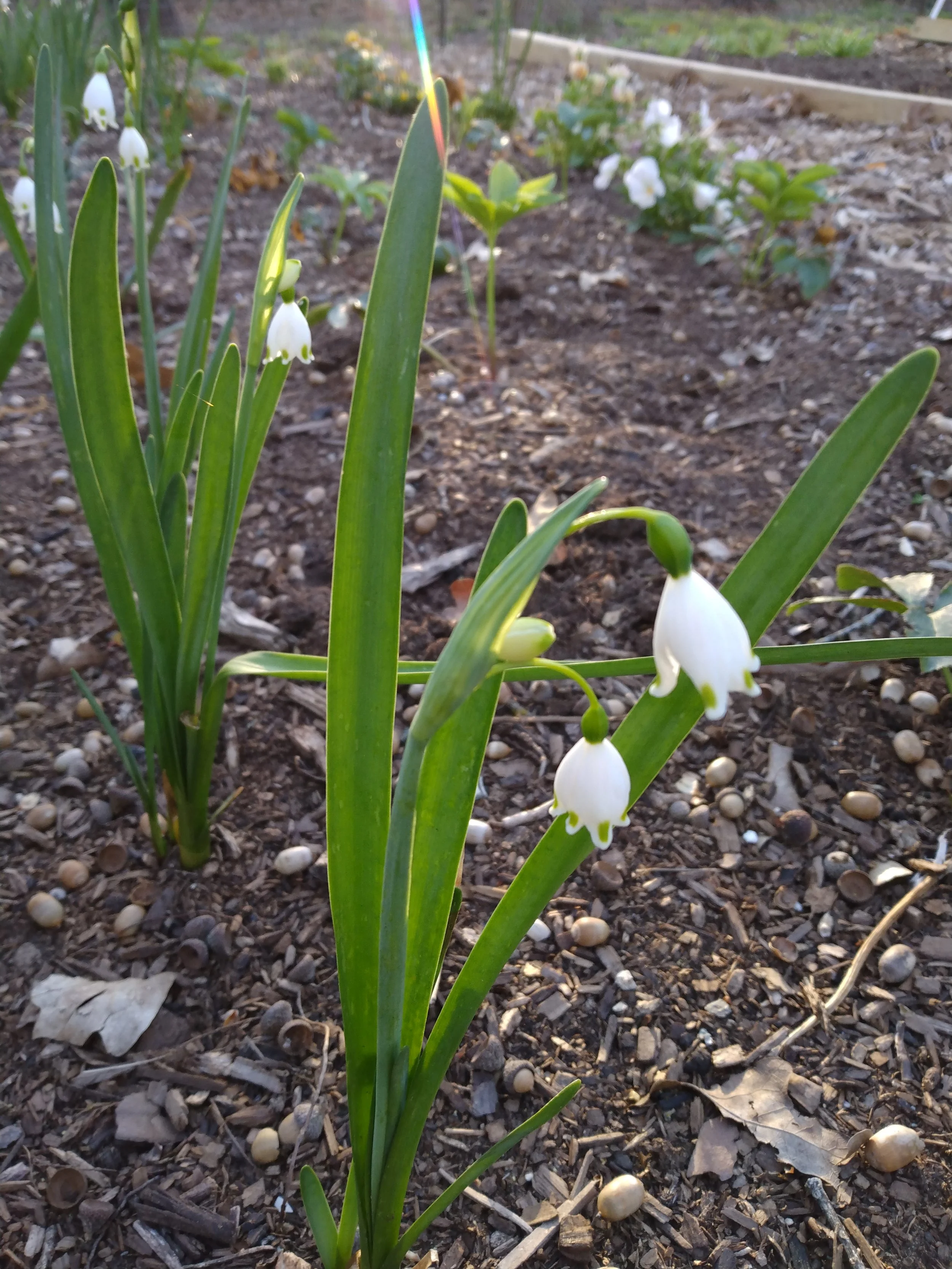 Field of snowflake flowers