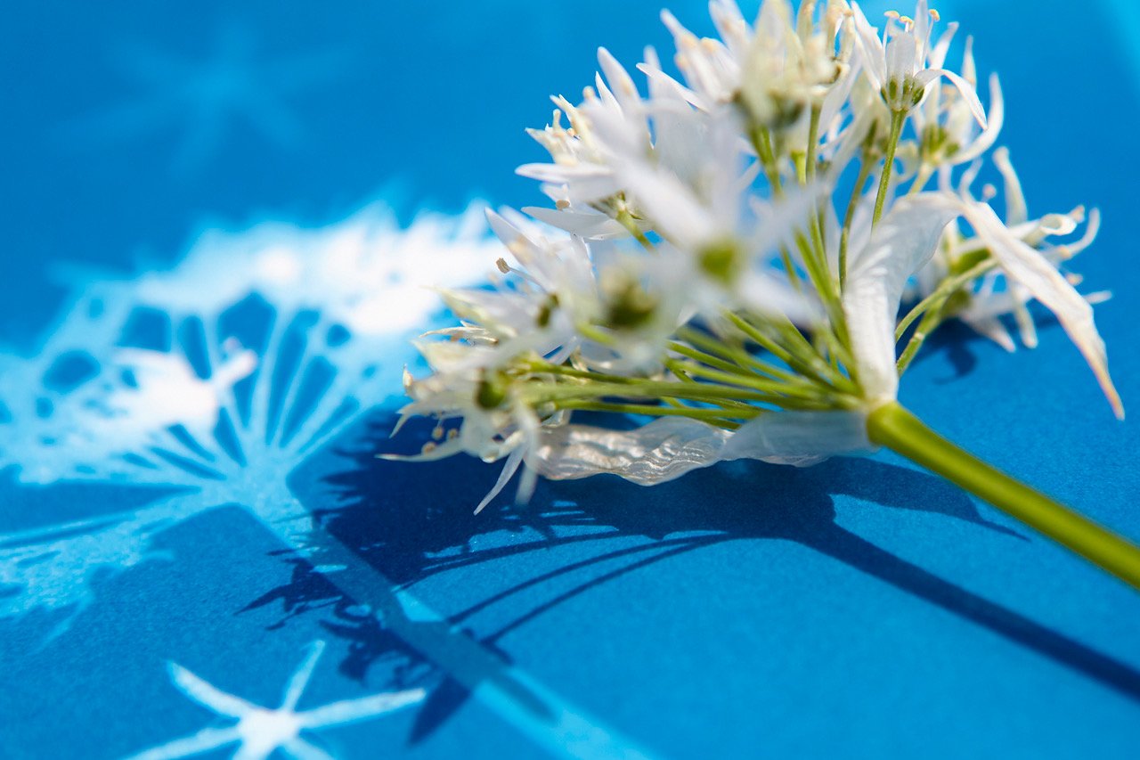 Cyanotype Workshop