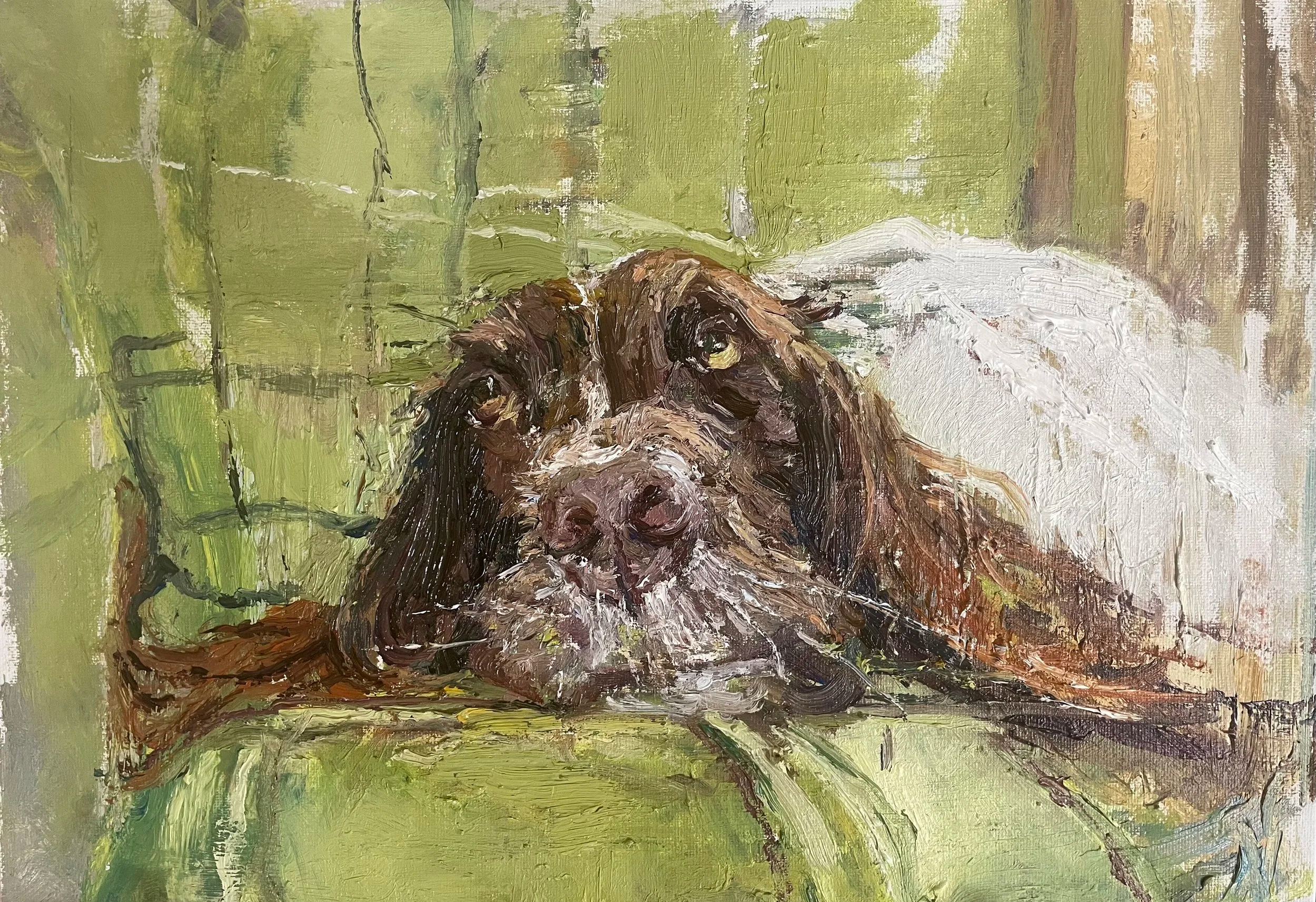 Pet Portraits