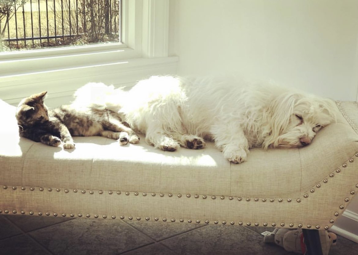 Kehrs Mill Veterinary Care