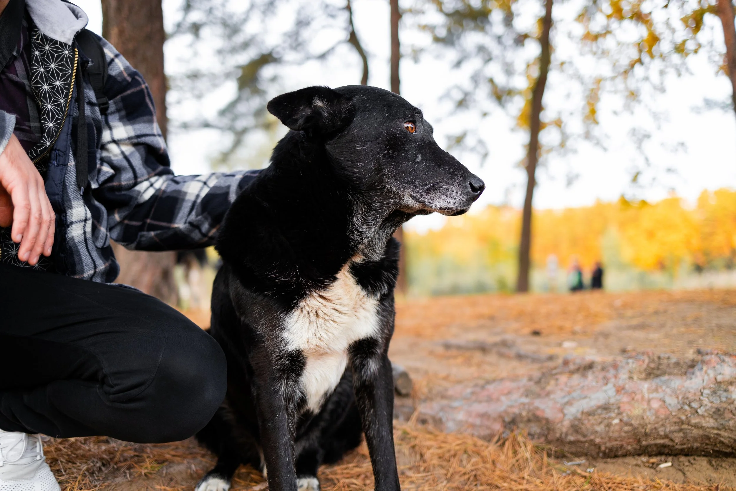 Private Animal Cremation Services in Georgetown IN