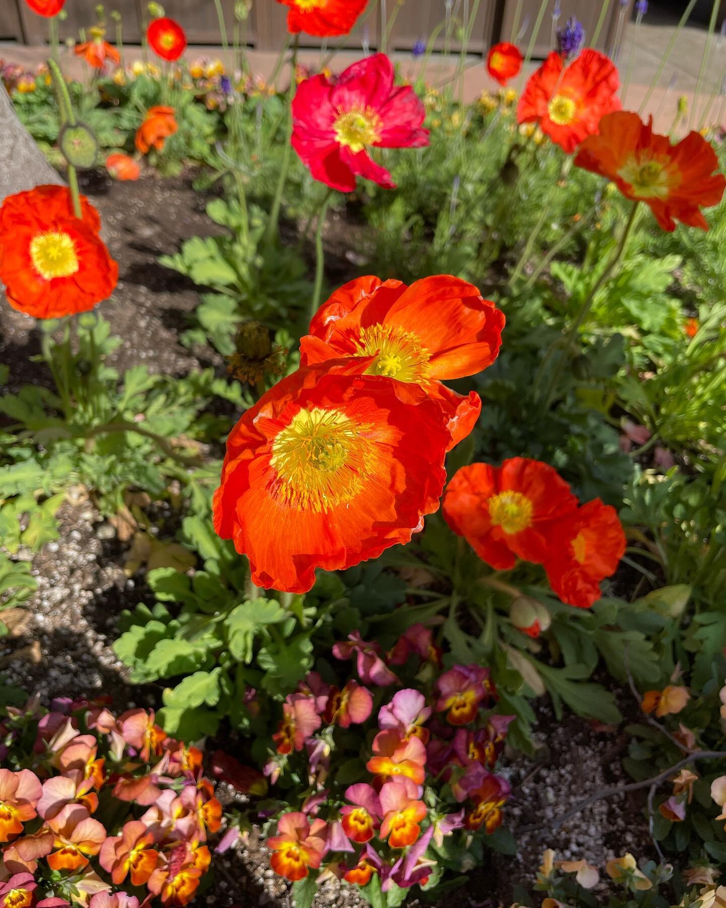 I may or may not have taken a trip to a magical place and stopped to take pictures of flowers. 🤷&zwj;♀️ Getting back in the swing of things around here and working away on a Skillshare class. I know it&rsquo;s been a bit quiet although I have been b