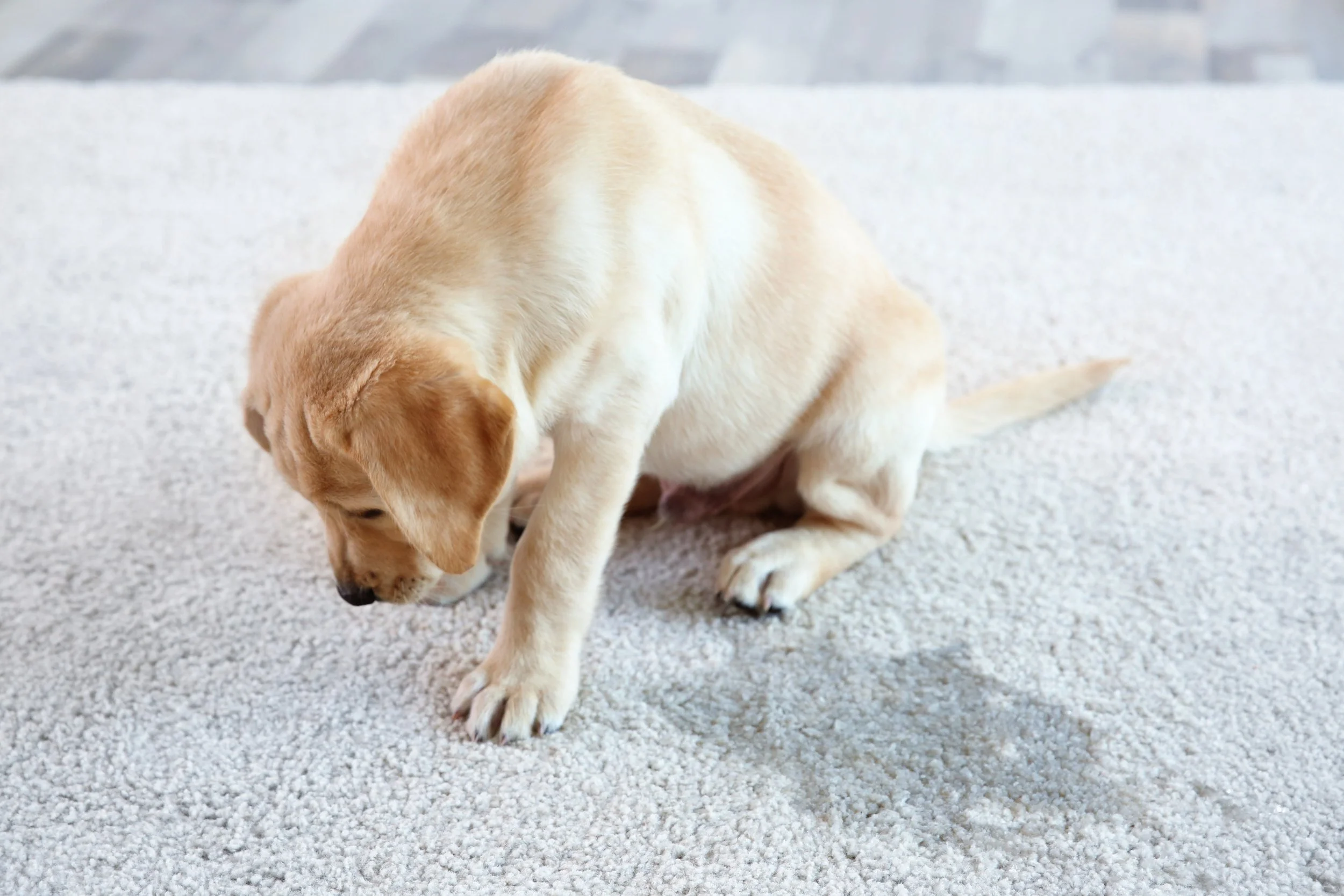 AdobeStock_176006108.jpeg