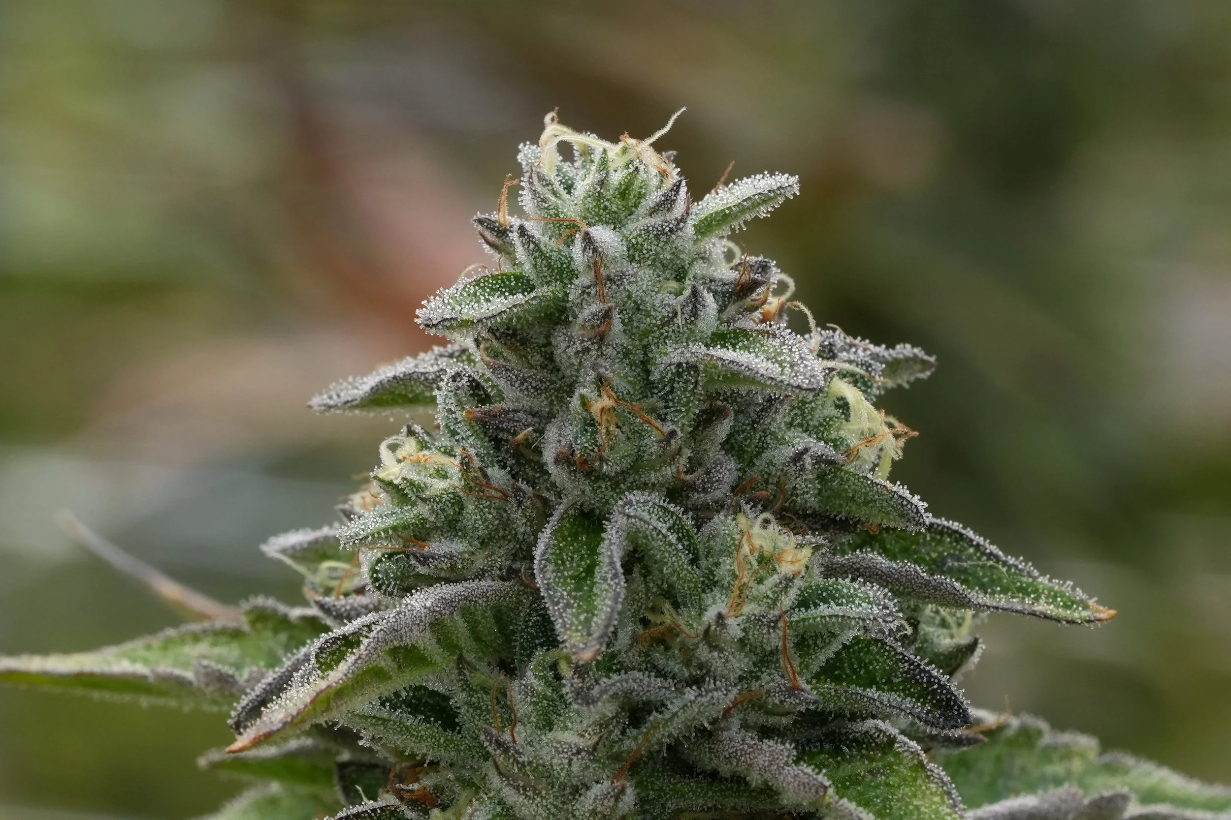 Pineapple Sour - 1.jpg