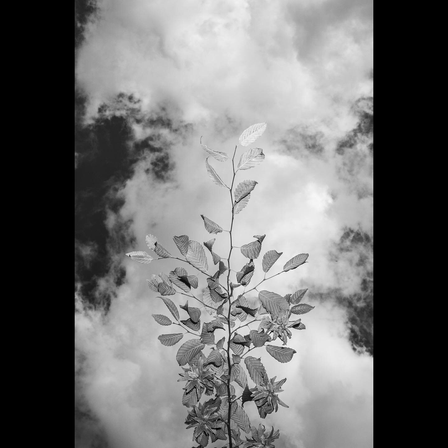 BRANCH AND SKY
&bull;
&bull;
&bull;
#branch #sky #tree #nature #london #urbanadventures #abstract #monochrome #blackandwhite #ricoh #ricohgr3 #grsnaps #flashphotography #lightpixlabs #adventuresinmonochrome #monochroman