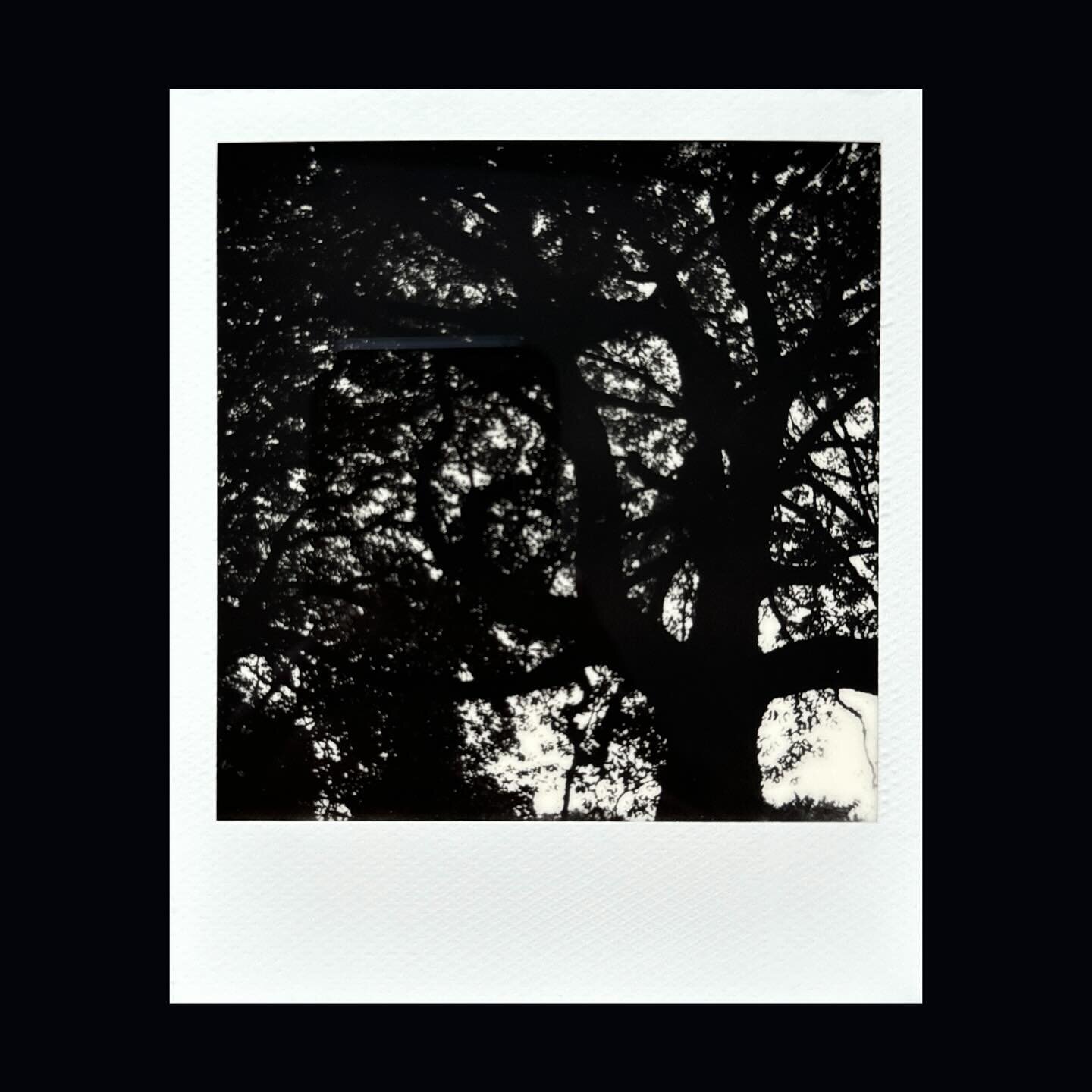 SOME TREES
&bull;
&bull;
&bull;
#tree #london #urbanadventures #monochrome #blackandwhite #polaroid #polaroidi2 #itypefilm #adventuresinmonochrome #monochroman