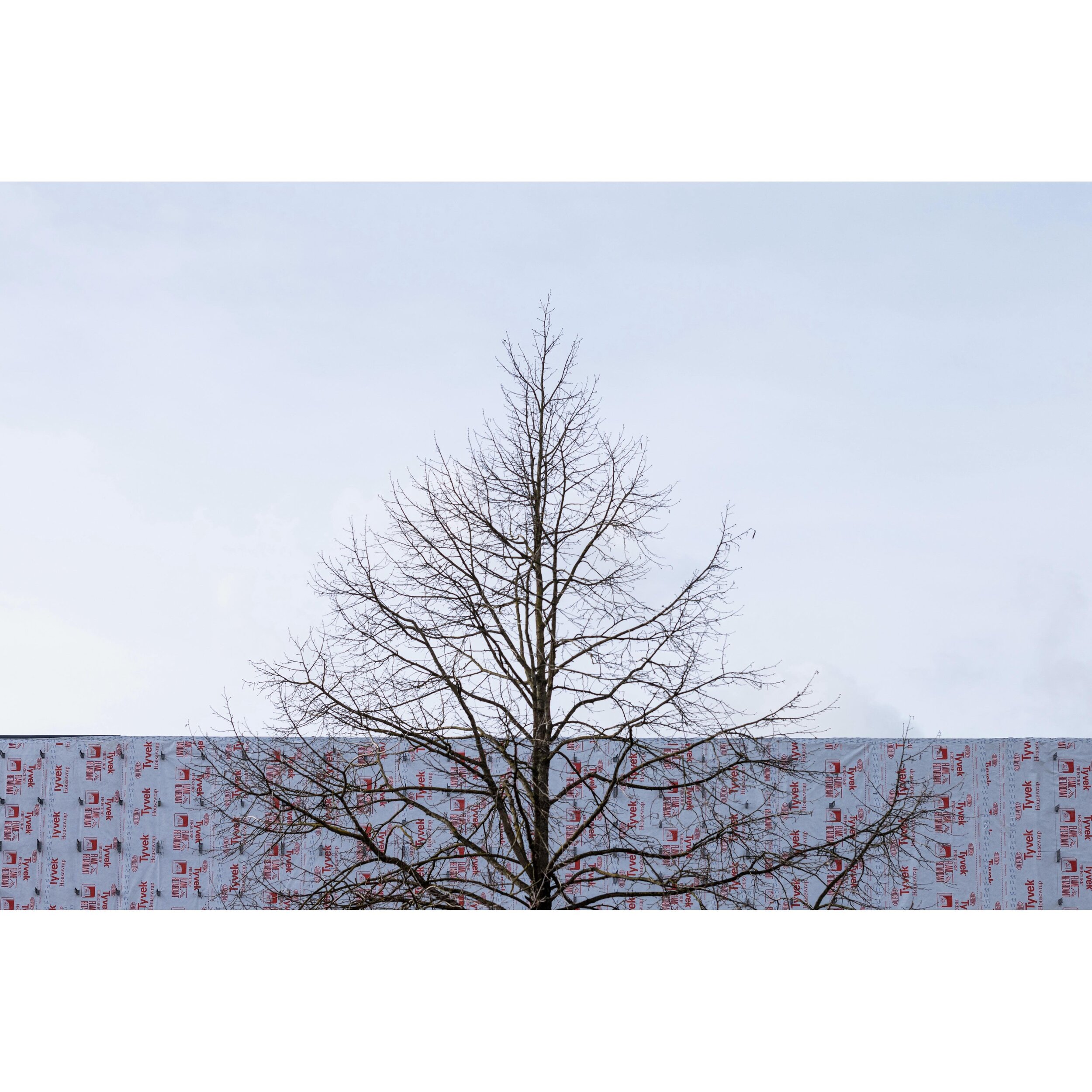 TREE AND BUILDING 
&bull;
&bull;
&bull;
#tree #building #construction #london #banalmag #minimal #minimalint #unlimitedminimal #urbanexploring #urbanspace #leica #sl2 #apo50summicron #jeitootle