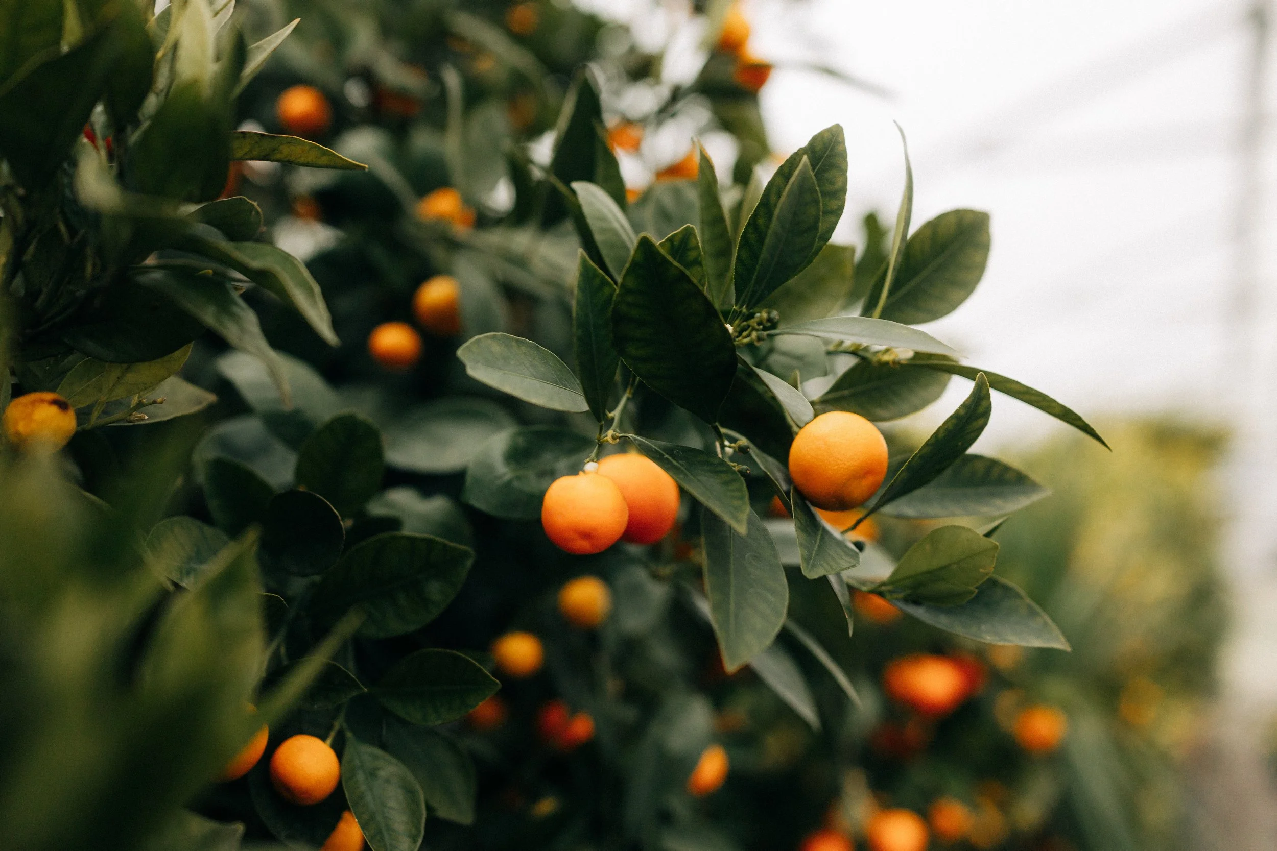 Michelle Lukas-90.jpg