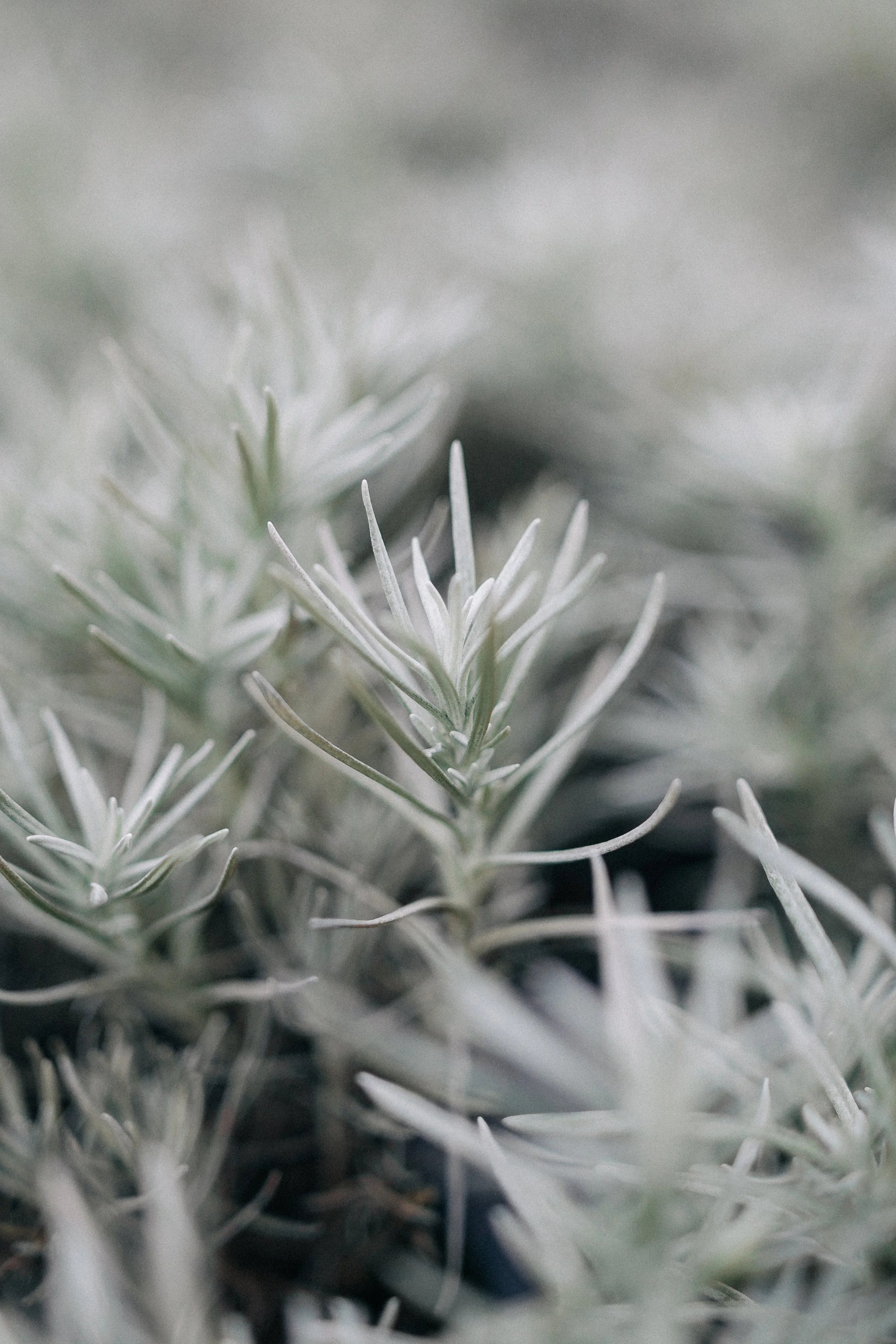 Michelle Lukas-109.jpg