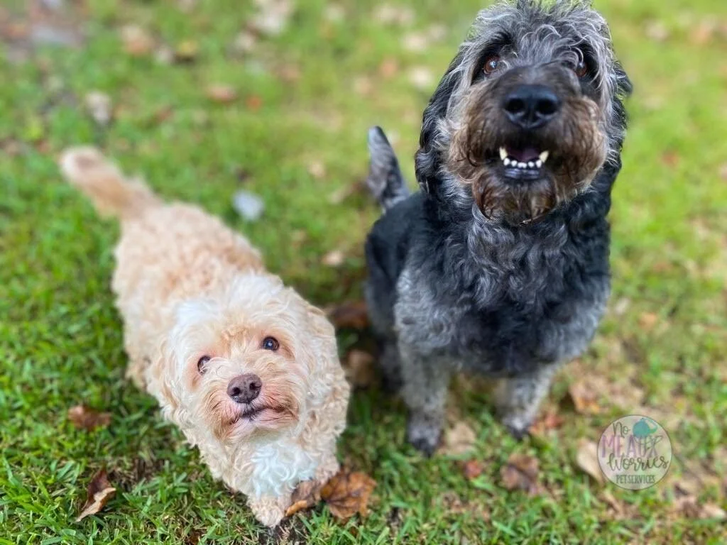 Two Happy Dogs