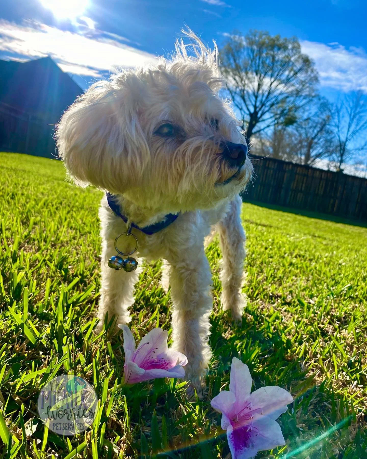 Dog with Flower