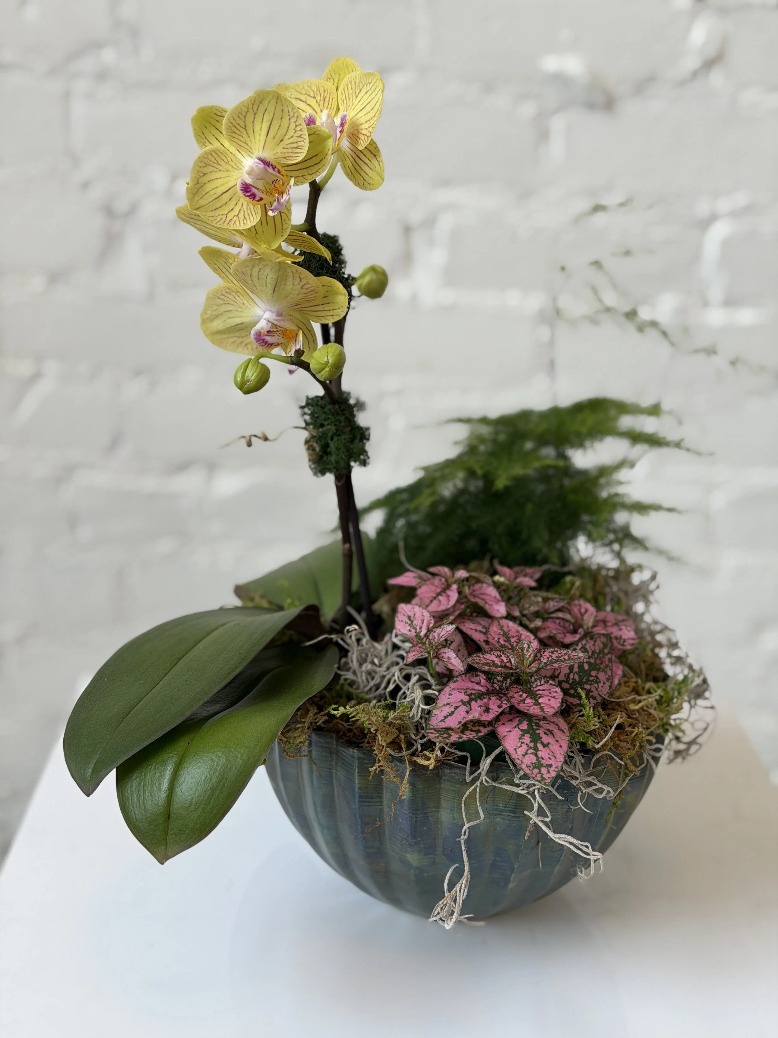 Monarch Orchid Planter