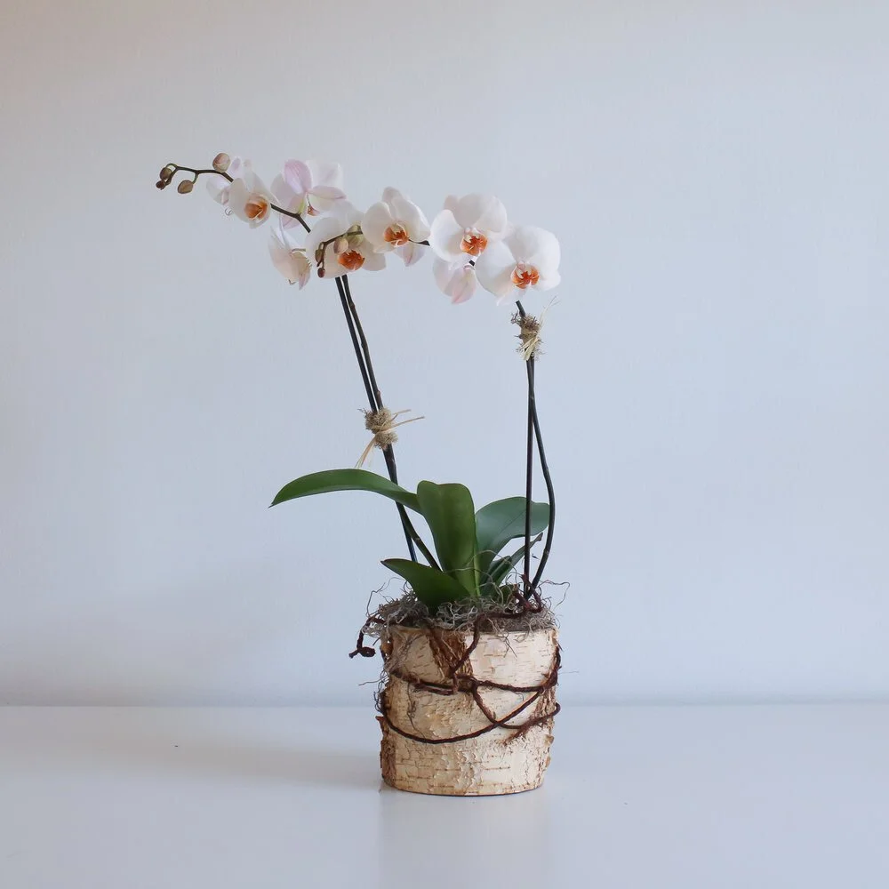 Orchid Plant — Flowers by Gabrielle