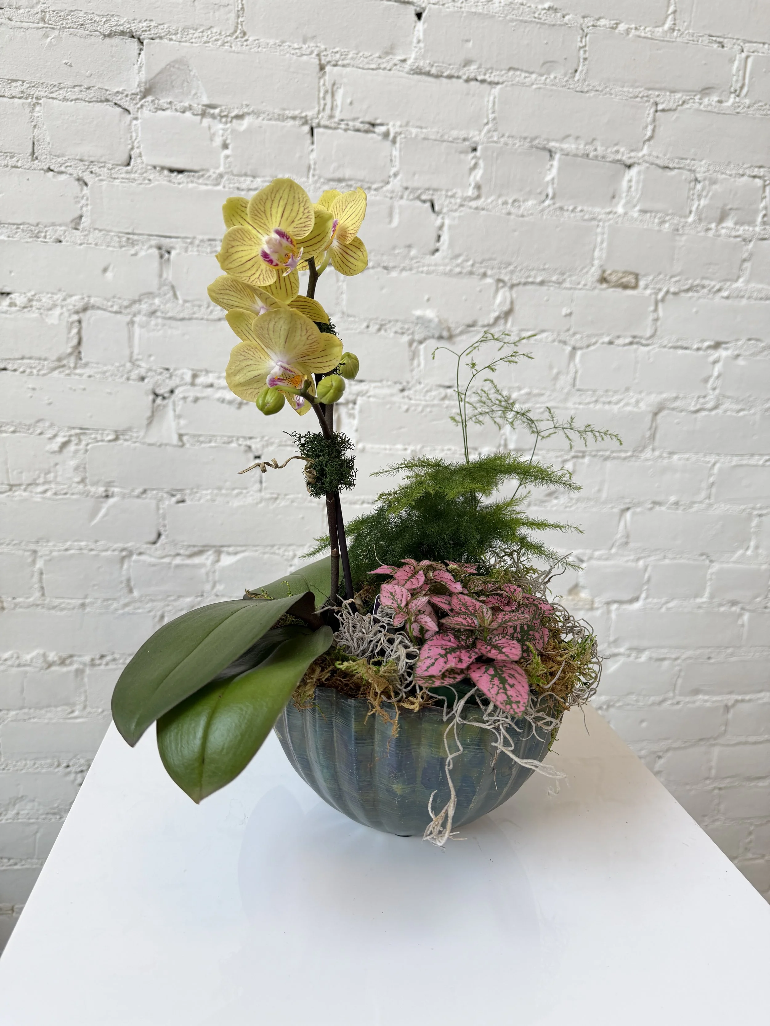 Monarch Orchid Planter