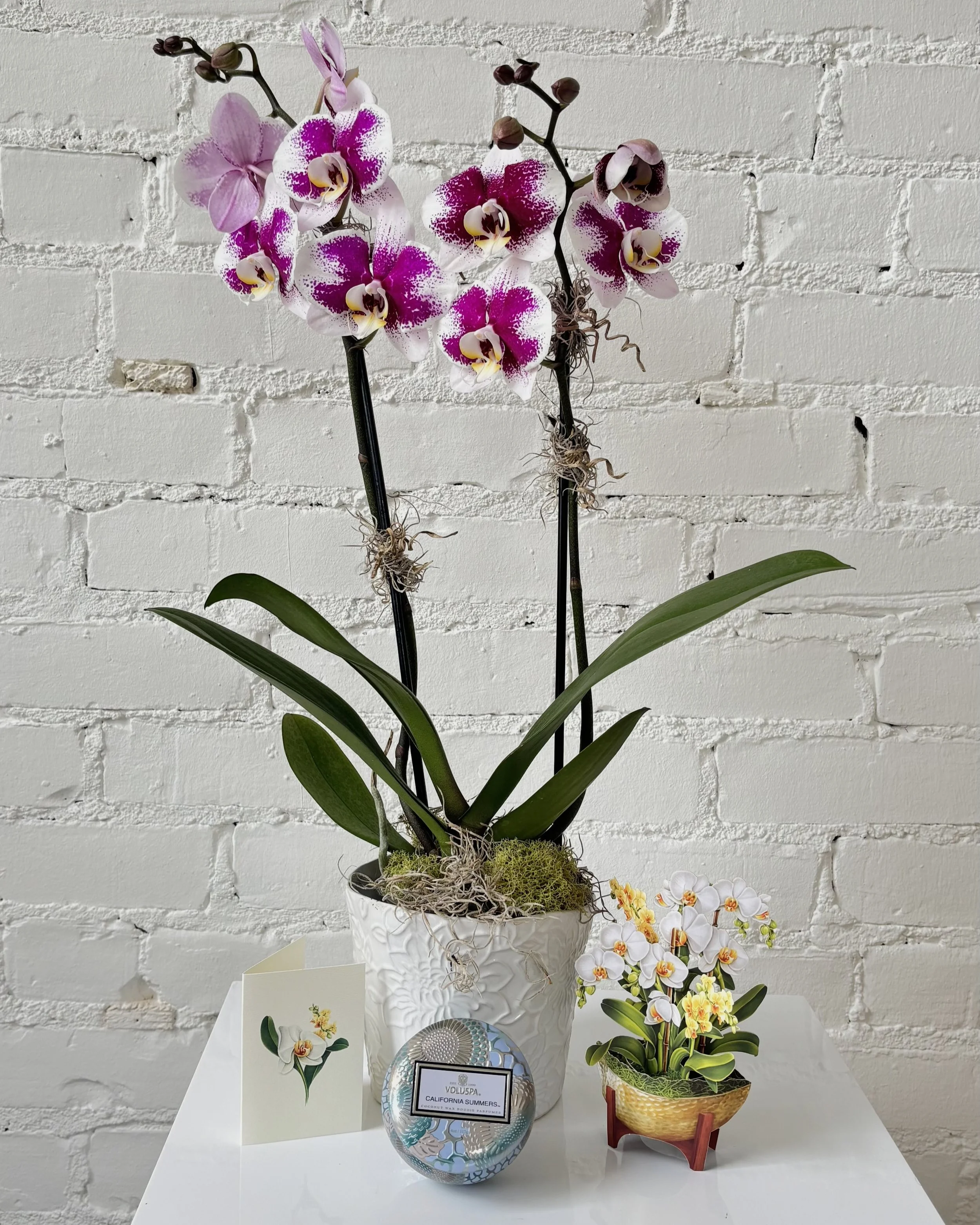 Mother's Day Orchid Bundle
