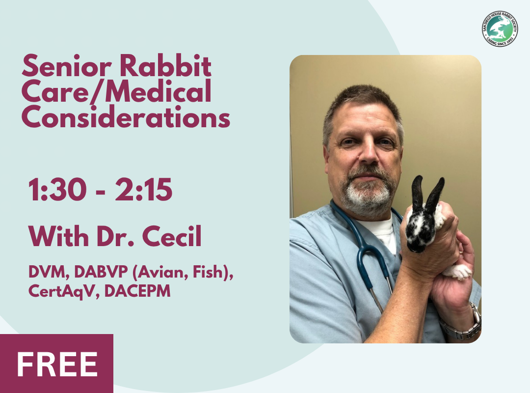 Senior Rabbit Care/Medical Considerations