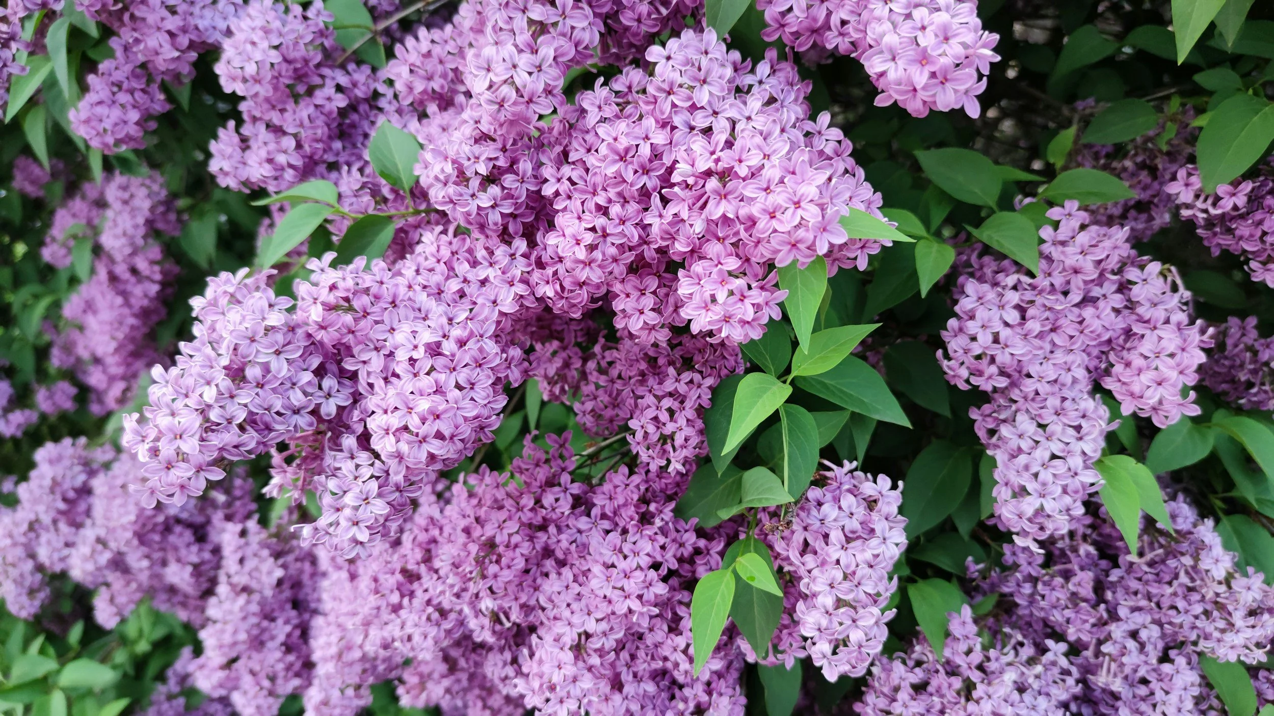 Purple lilac flowers and green leaves