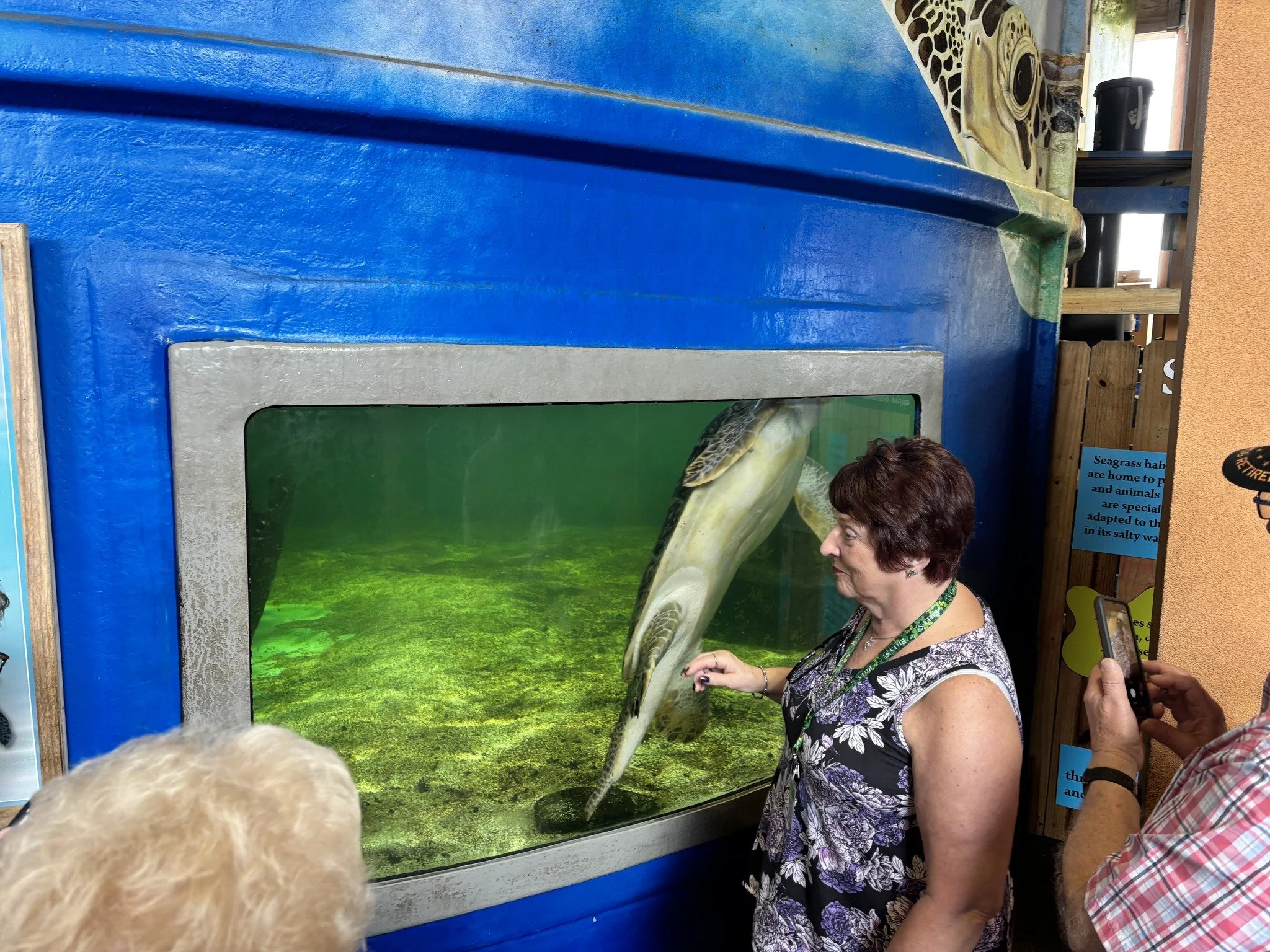 A woman with short brown hair, wearing a black and white floral sleeveless top, is looking at a tank with a turtle inside. Other people are also visible, including a person with gray hair and a person wearing a checkered shirt. The tank has a painted scenery of water and underwater plants with a turtle depicted.