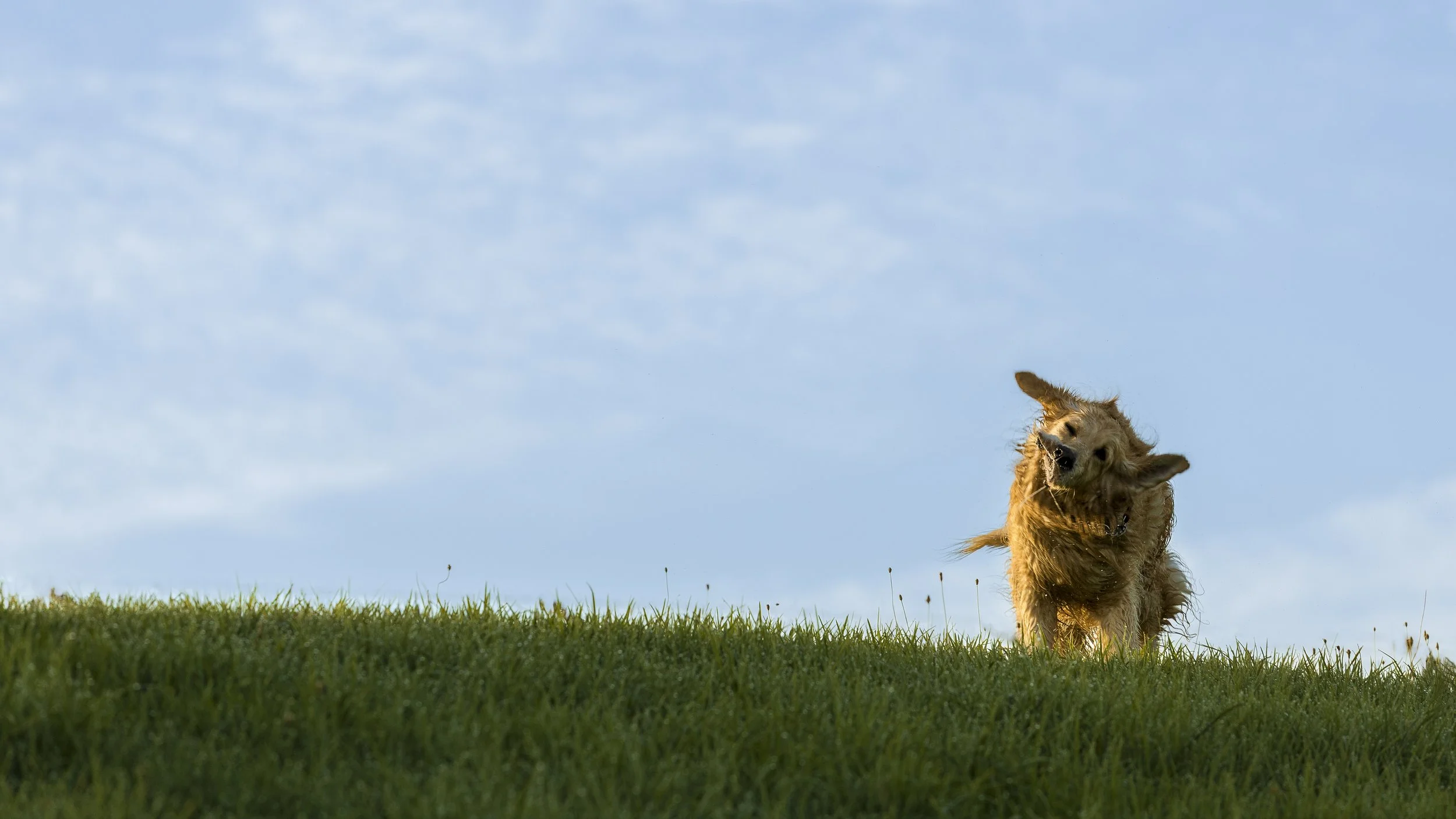 a golden retriever shaking in the morning sun 