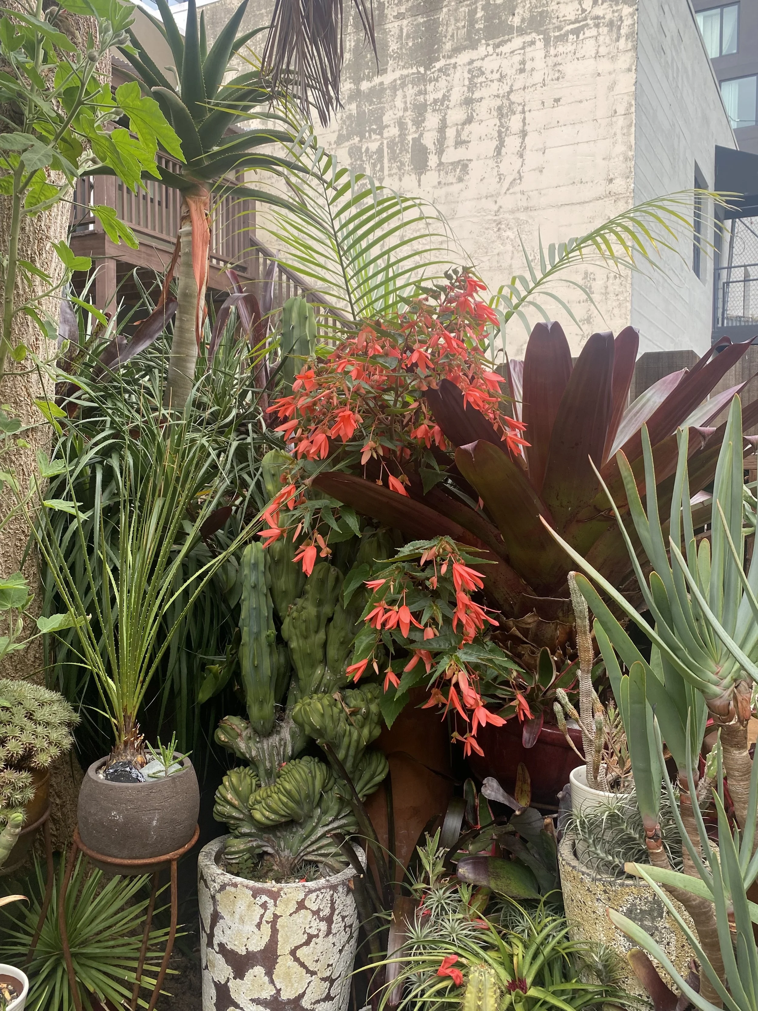 A variety of potted plants with different foliage and flowers, arranged outdoors with a concrete wall and a building in the background.