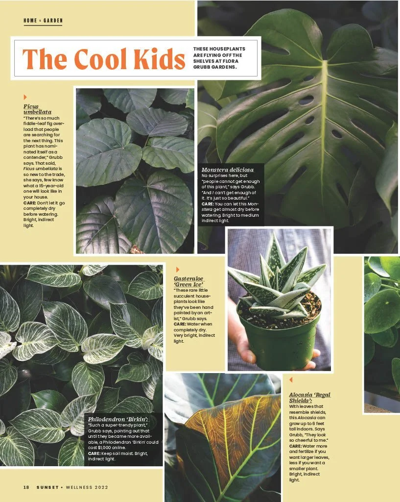 Page from a gardening magazine featuring several houseplants, including Ficus umbellata, Monstera deliciosa, Gasteraloe, Philodendron 'Birkin', and Alocasia 'Regal Shields'; with descriptions and care tips.