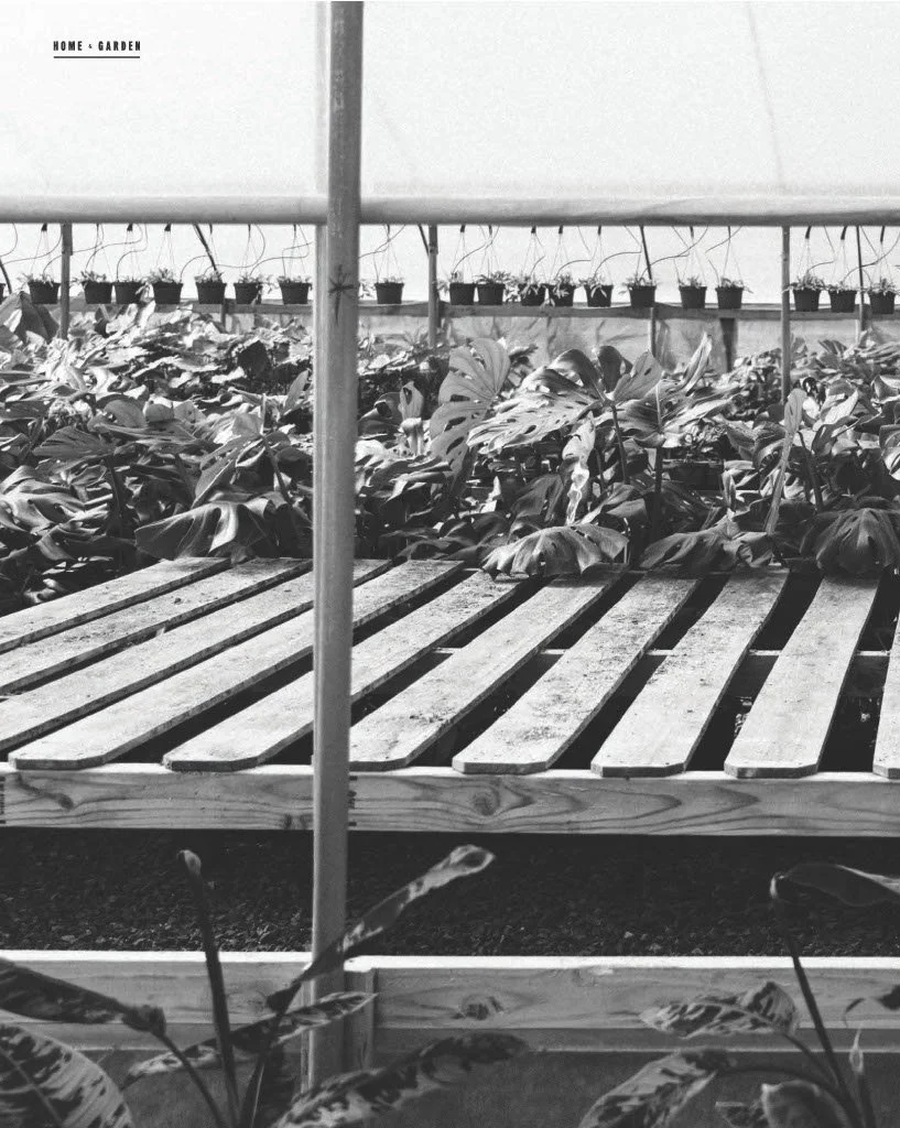 Black and white photo of a greenhouse with potted plants on a raised wooden platform, with large leafy plants in the foreground.