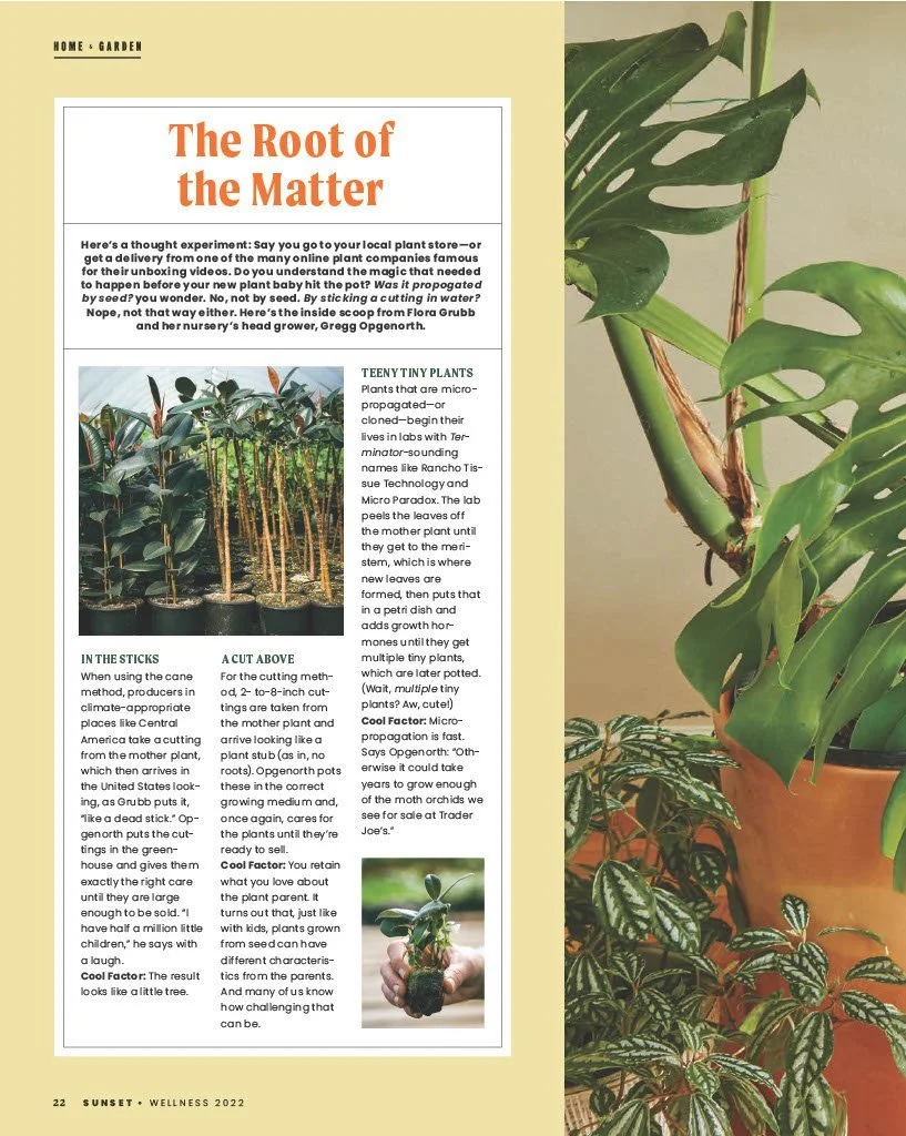 A page from a magazine featuring an article titled "The Root of the Matter" about plants, with images of small seedlings and lush houseplants, and a background with large green leaves.