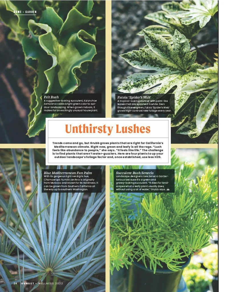 A magazine page featuring different succulent plants. The top left shows a curled, bright green Felt Bush succulent. The top right displays a variegated Fatsia 'Spider's Web' plant with green and white leaves. The bottom left features a Blue Mediterr