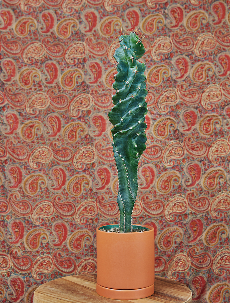Rare Plant Treasures for Your Garden