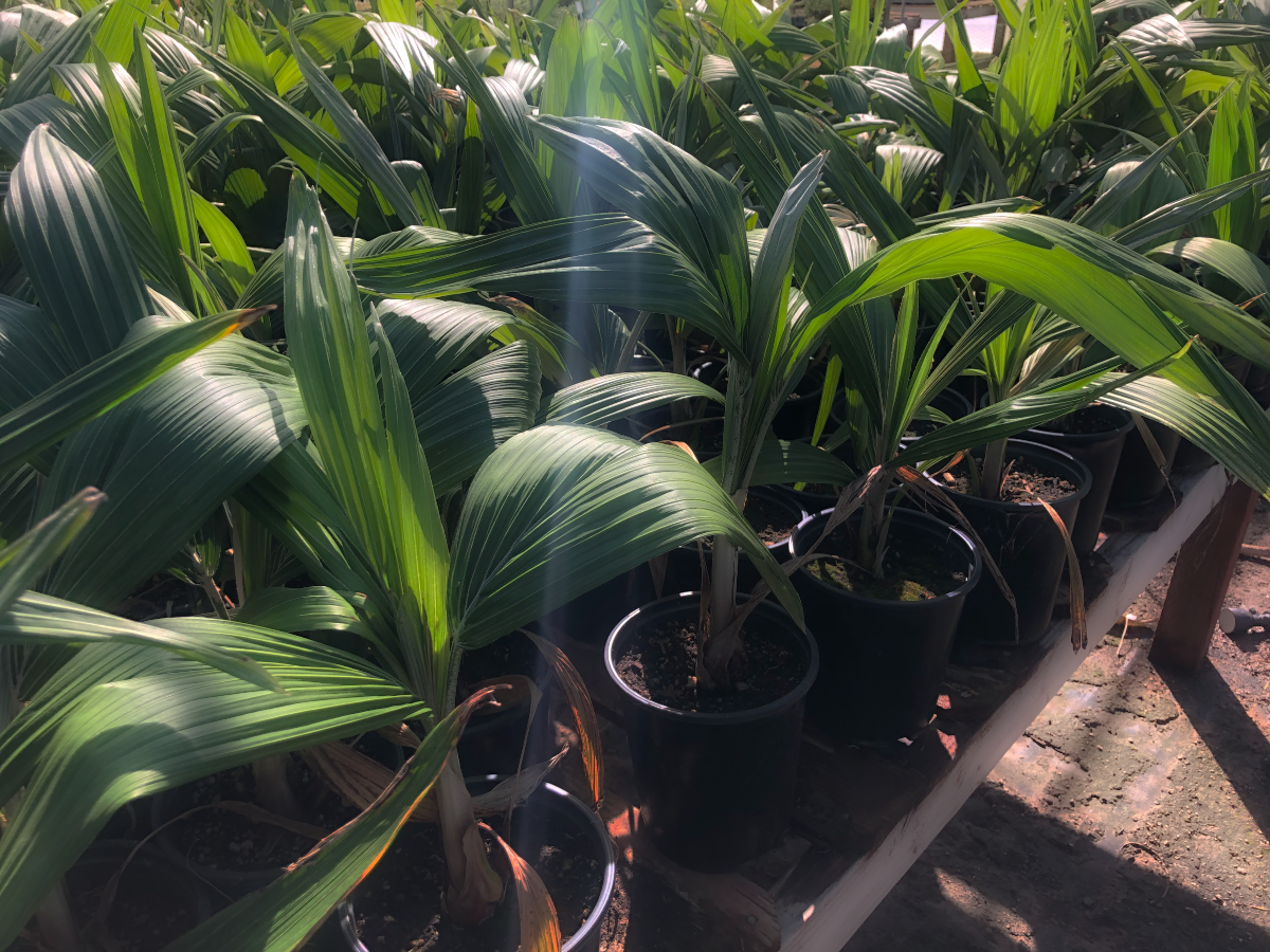 Grubb and Nadler Ceroxylon quindiuense crop in production.png