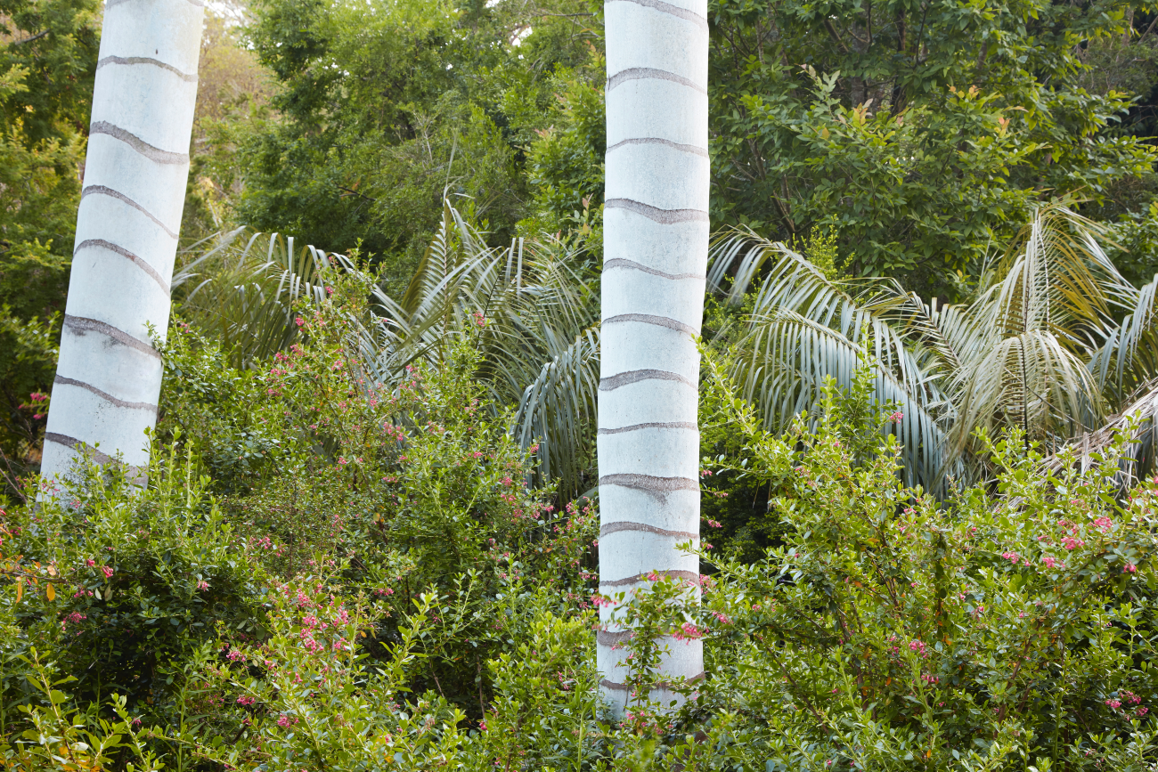 Flora Grubb Gardens colombian wax palm 1.png