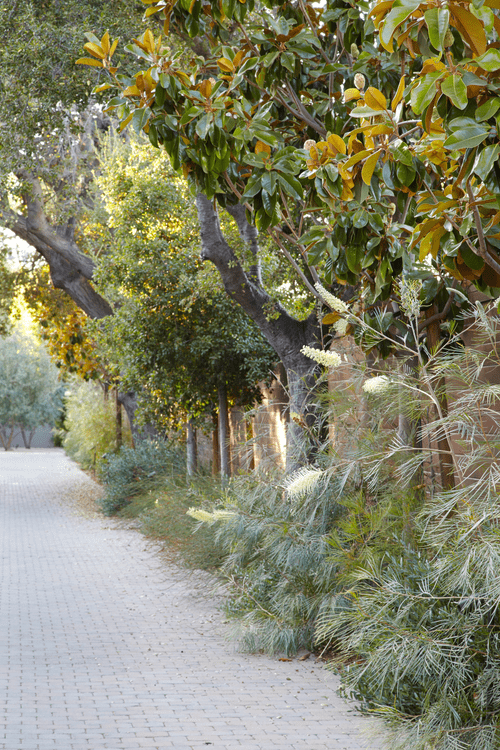 Bright, Beautiful Autumn Blooms: Grevilleas for Your Garden — Flora ...