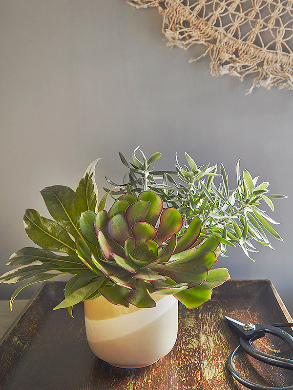 Flora Grubb Gardens - Cutting Garden Succulents.png