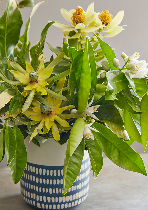 Flora Grubb Gardens Leucadendron Plant for Cutting Garden.png
