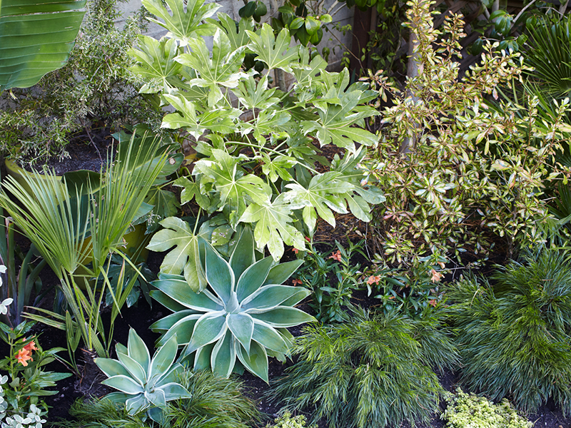 Flora Grubb Gardens Variegated Foliage Cutting Garden.png