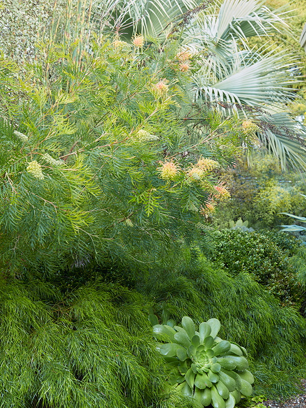 Flora Grubb Gardens Grevillea Cutting Garden Low Water.png