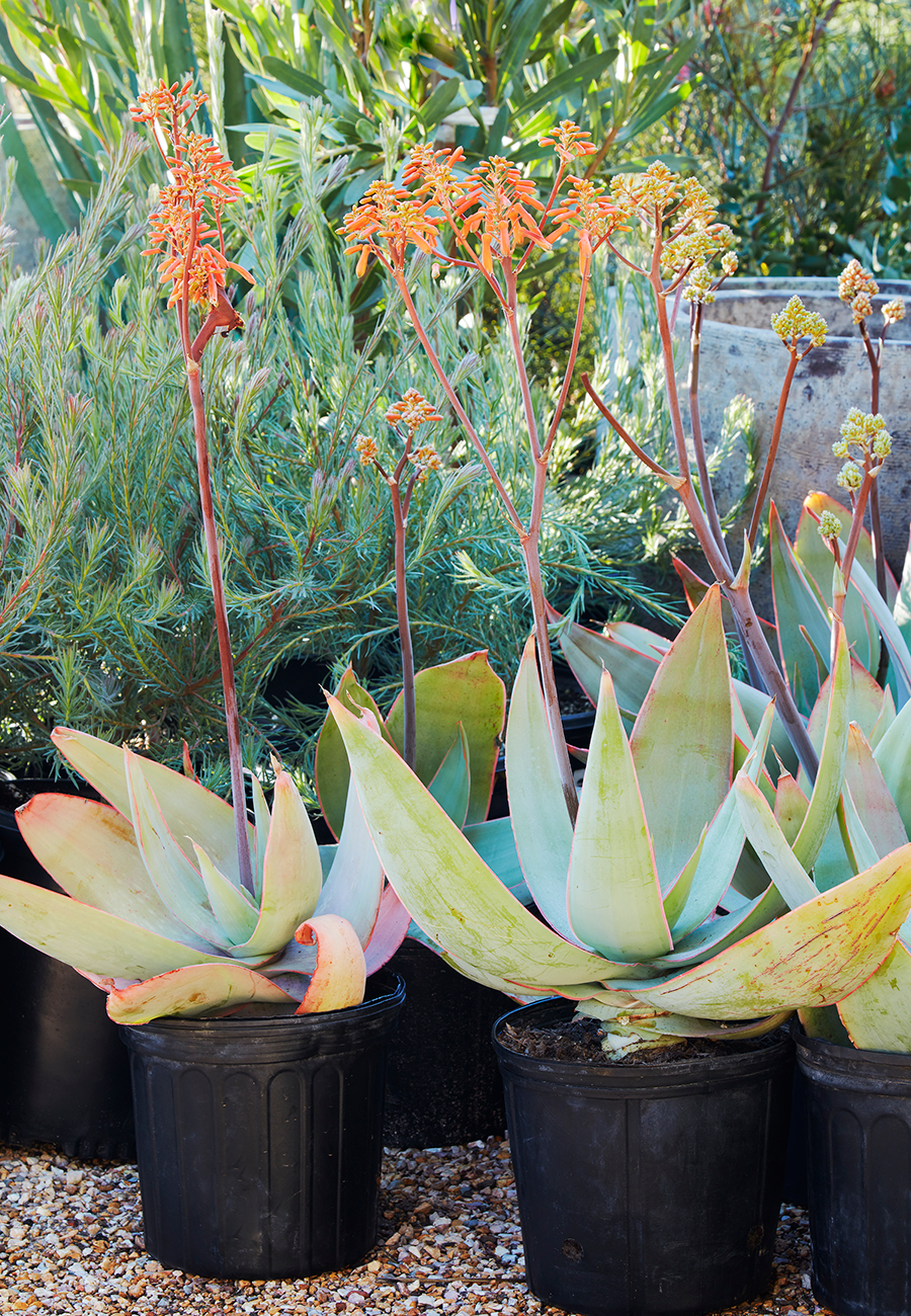 Flora Grubb Gardens Aloe Striata.png