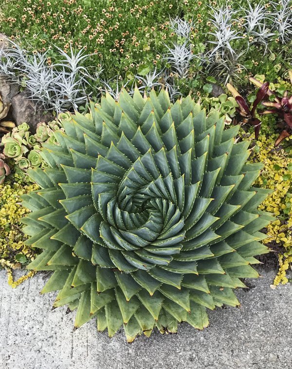 The Magical Spiral Aloe Plant